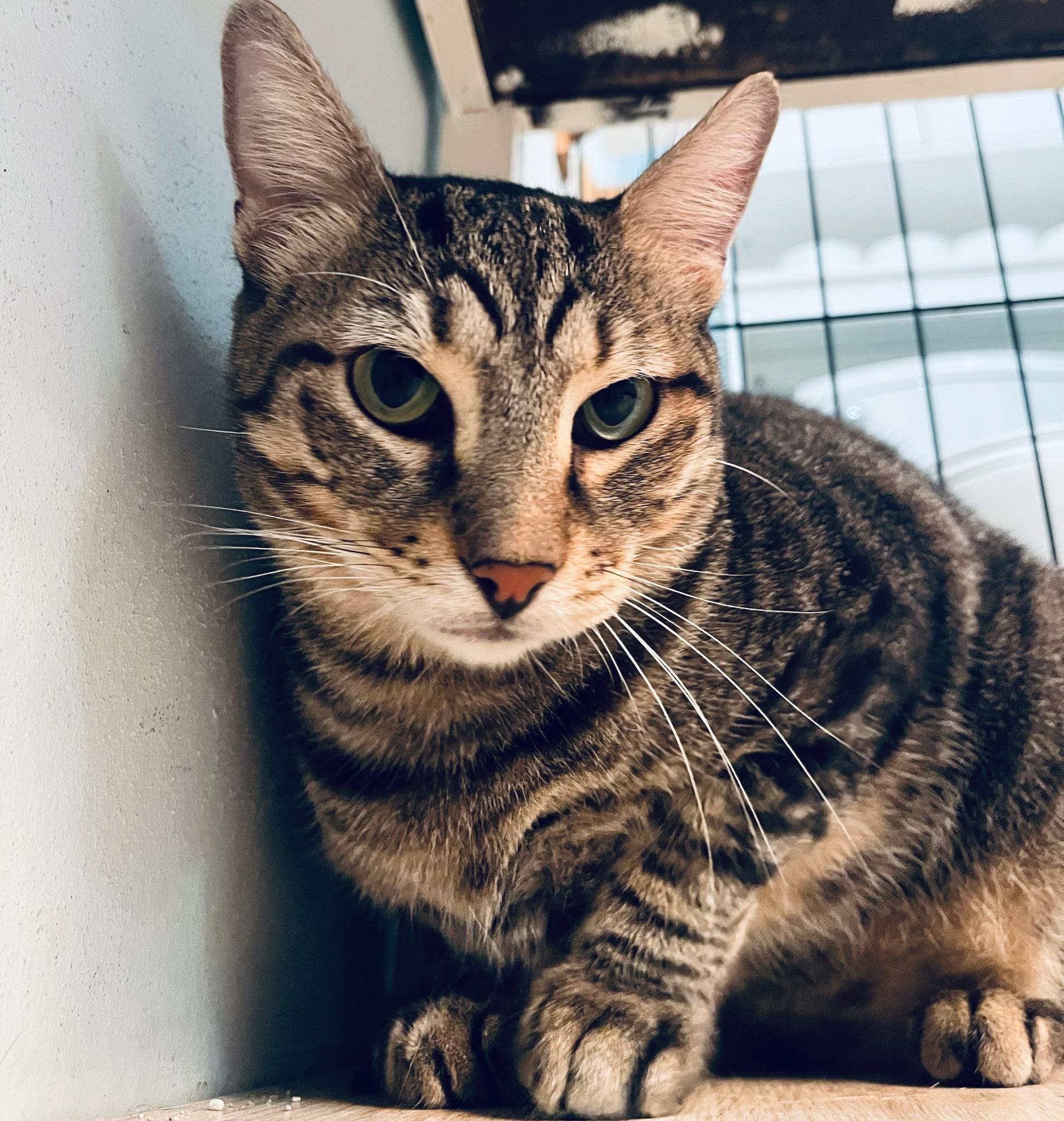 Enlarge Lobo, a Adoptable Domestic Short Hair in Vancouver, WA image 4/6