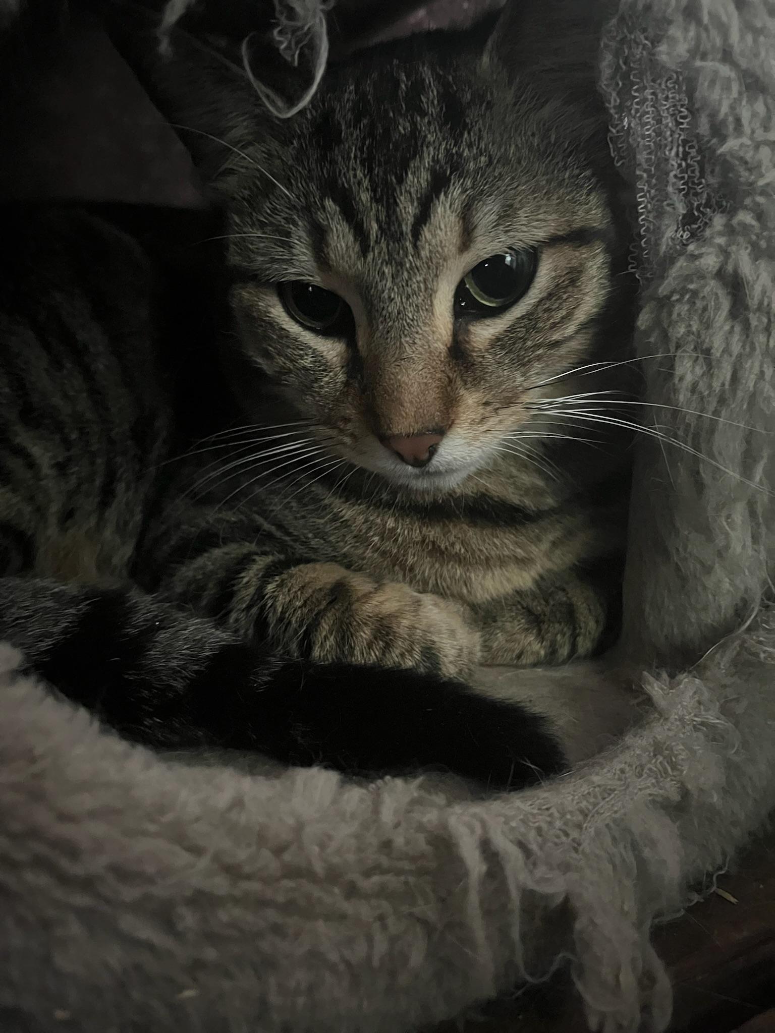 Enlarge Lobo, a Adoptable Domestic Short Hair in Vancouver, WA image 3/6