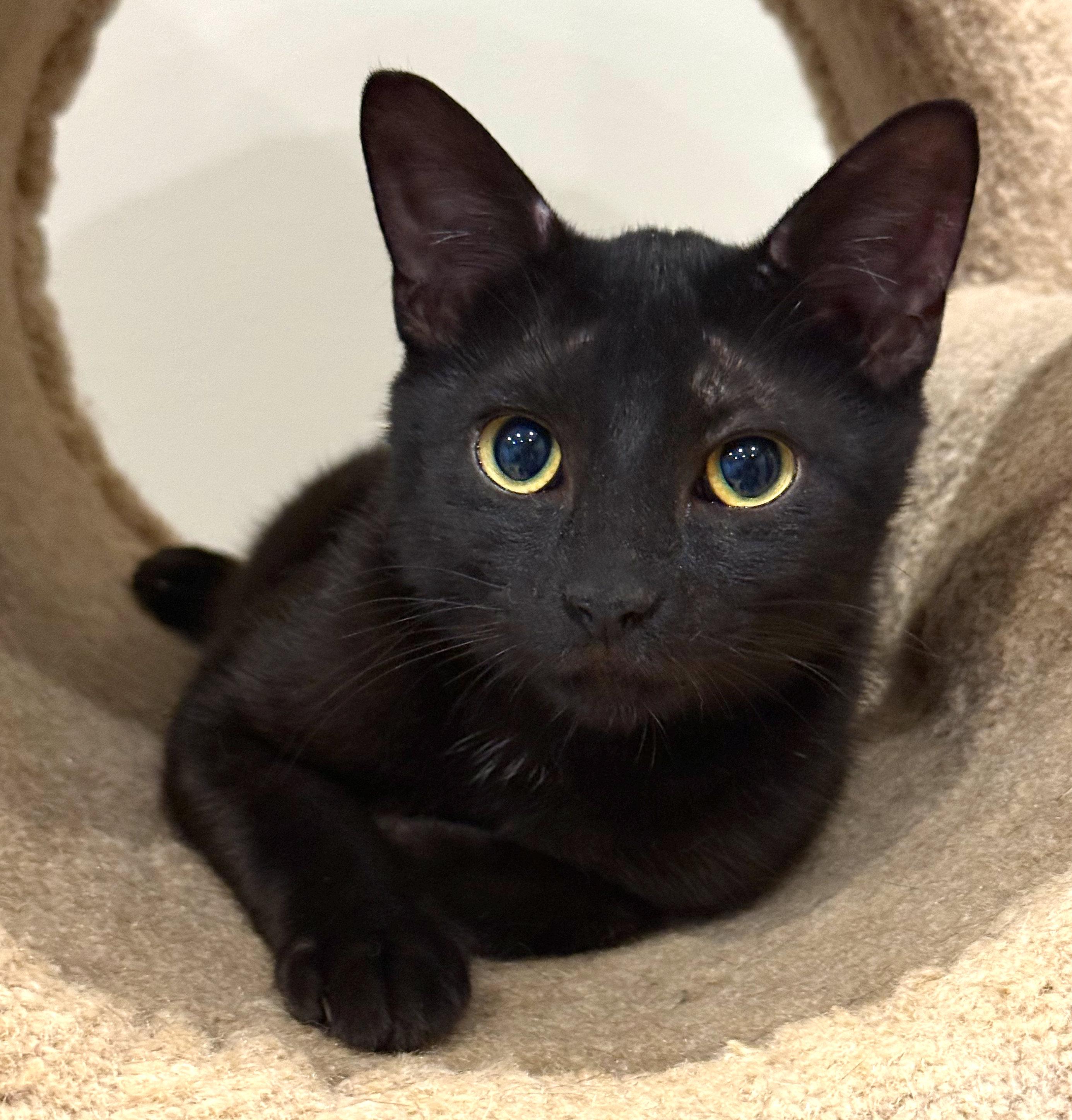 George, ADOPTABLE, Kitten Male American Shorthair & Domestic Short Hair.