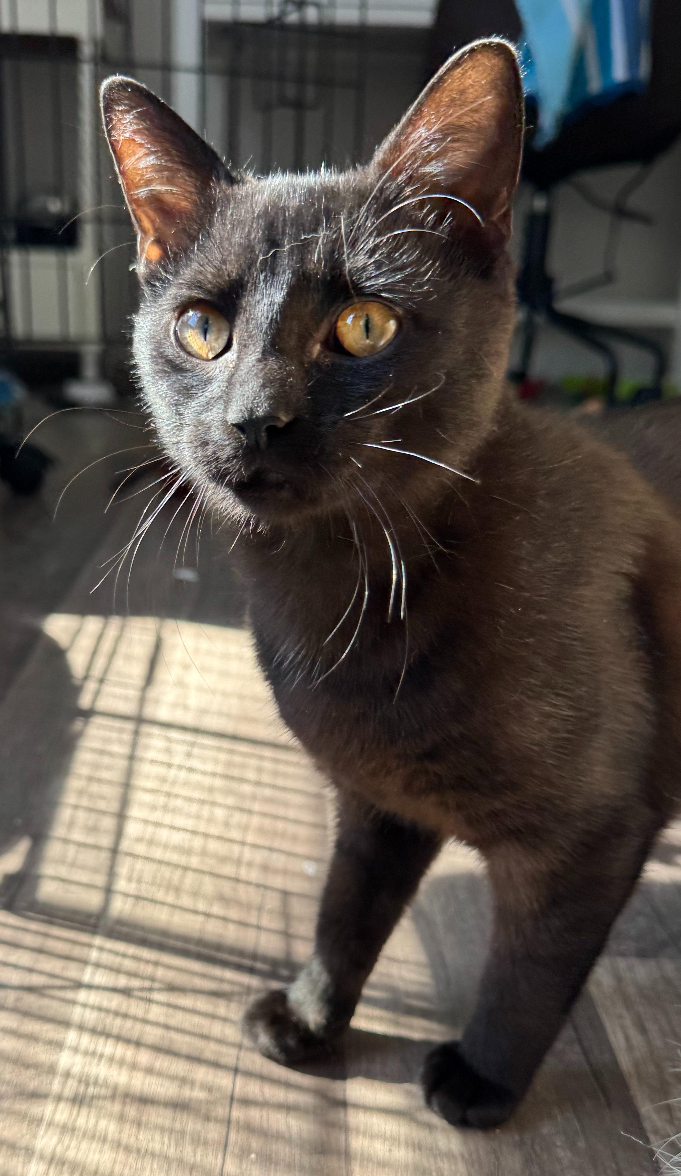 Enlarge George, a ADOPTABLE mixed breed in Hilton Head Island, SC image 2/2