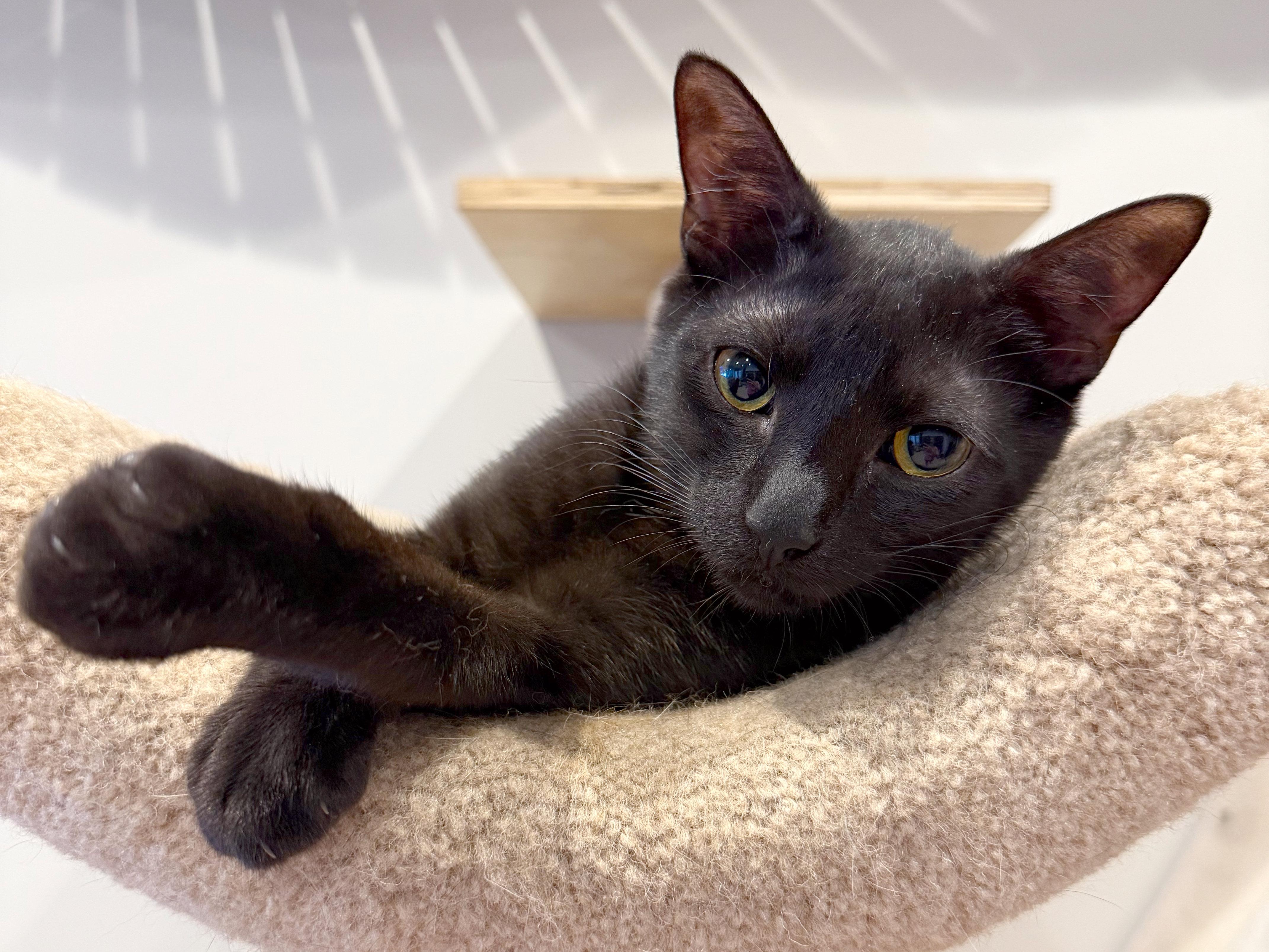 George, ADOPTABLE, Kitten Male American Shorthair & Domestic Short Hair.