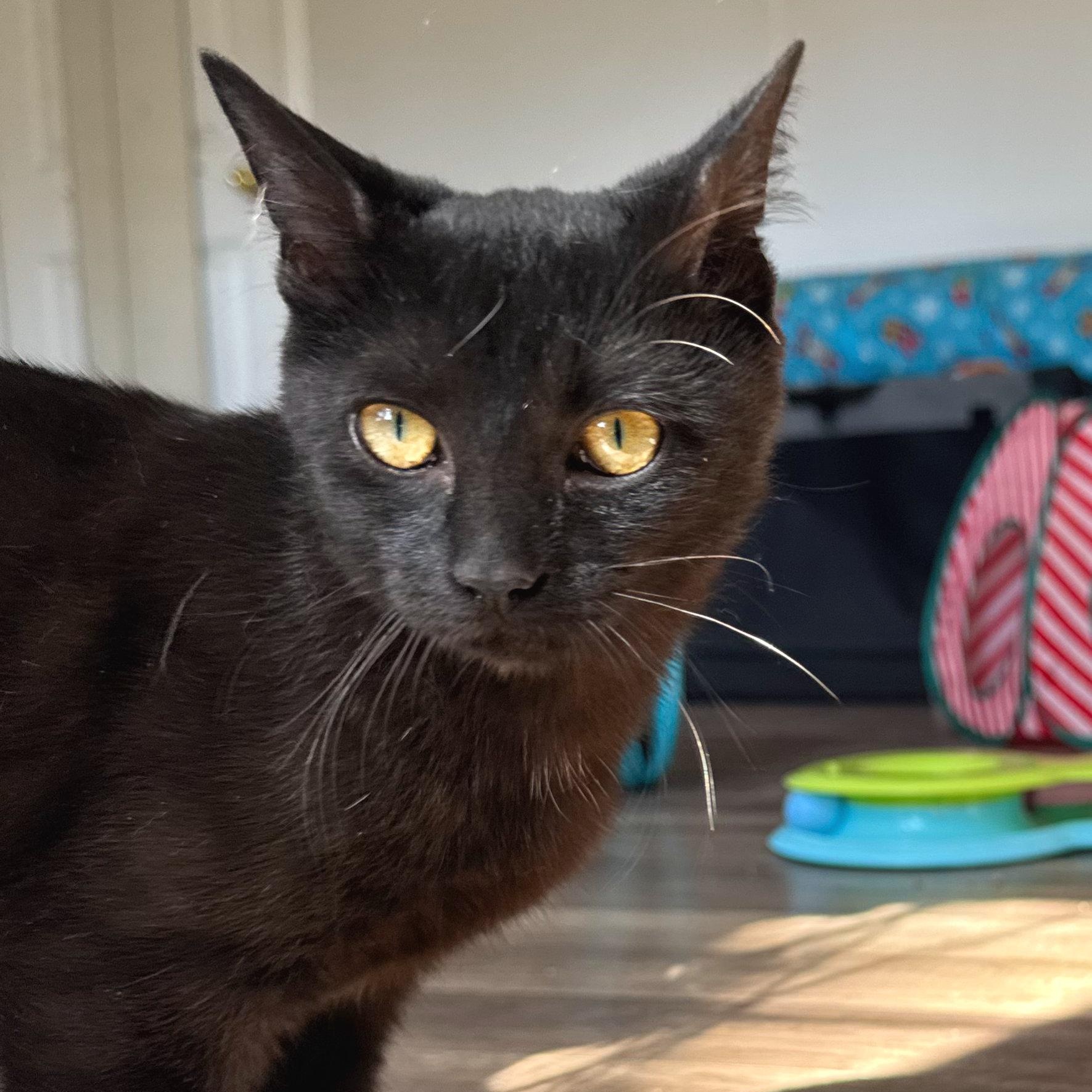 George, ADOPTABLE, Kitten Male American Shorthair & Domestic Short Hair.