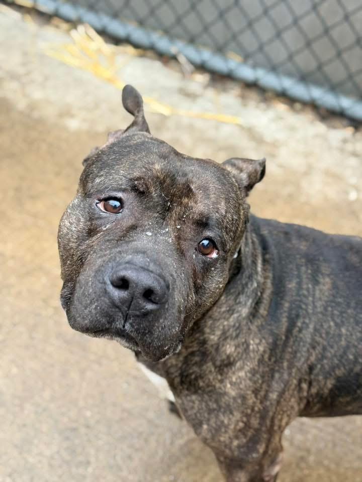 Enlarge Trout, a ADOPTABLE Pit Bull Terrier in Chicago, IL image 1/5