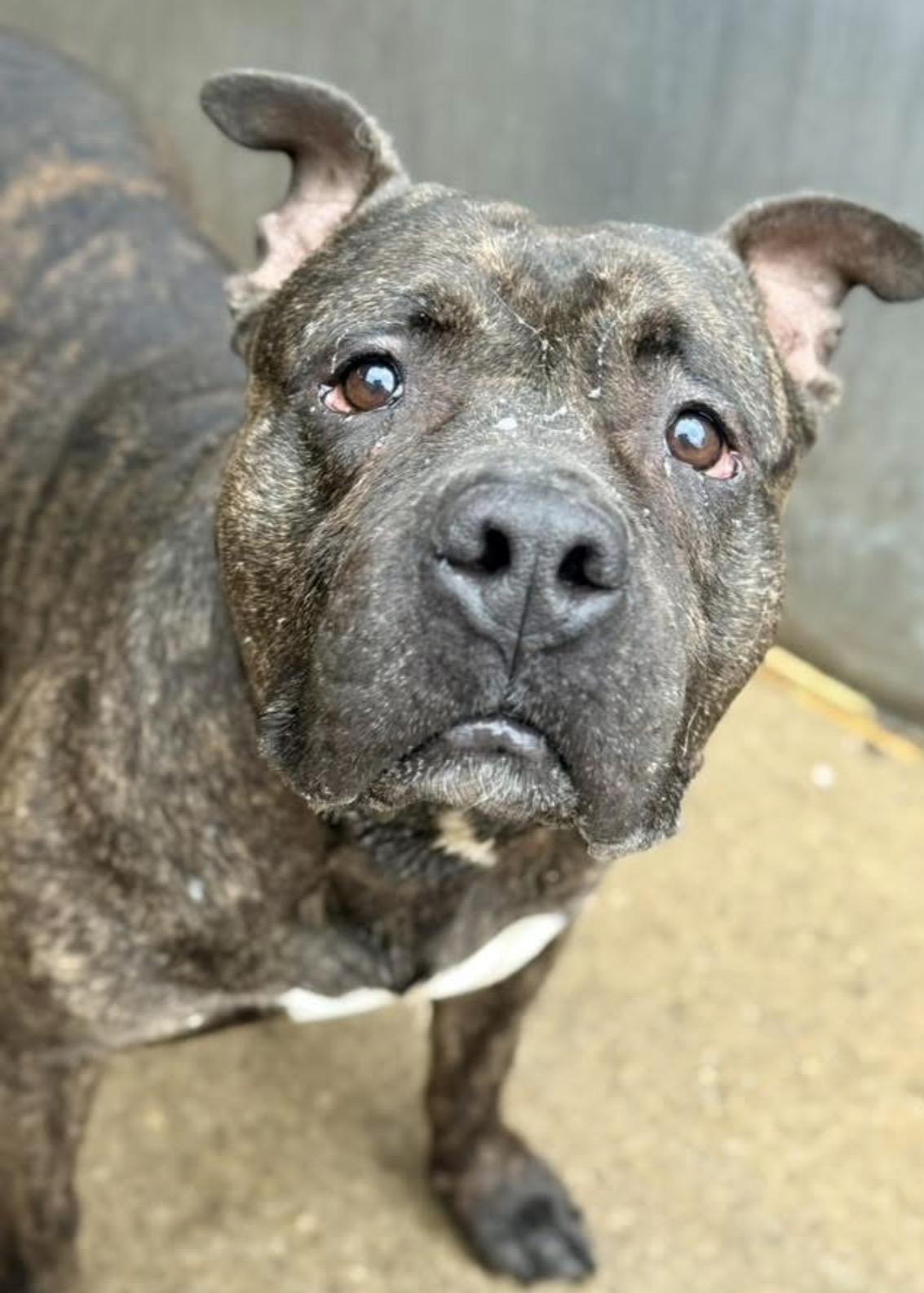 Enlarge Trout, a ADOPTABLE Pit Bull Terrier in Chicago, IL image 2/5
