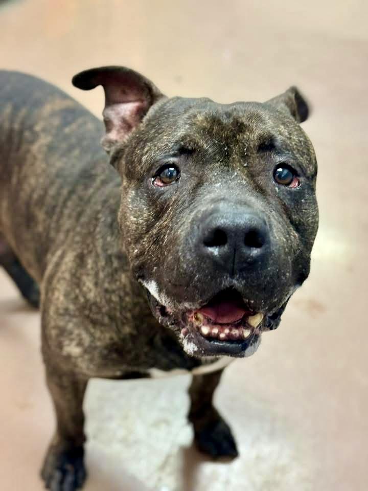 Trout, ADOPTABLE, Adult Male Pit Bull Terrier.