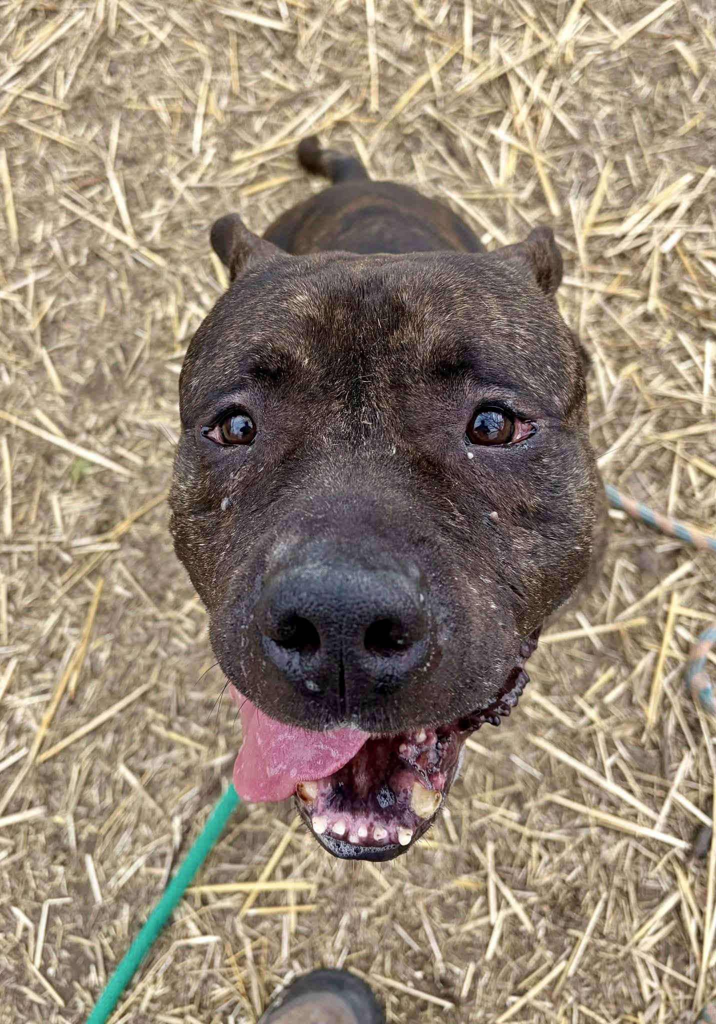 Enlarge Trout, a ADOPTABLE Pit Bull Terrier in Chicago, IL image 4/5