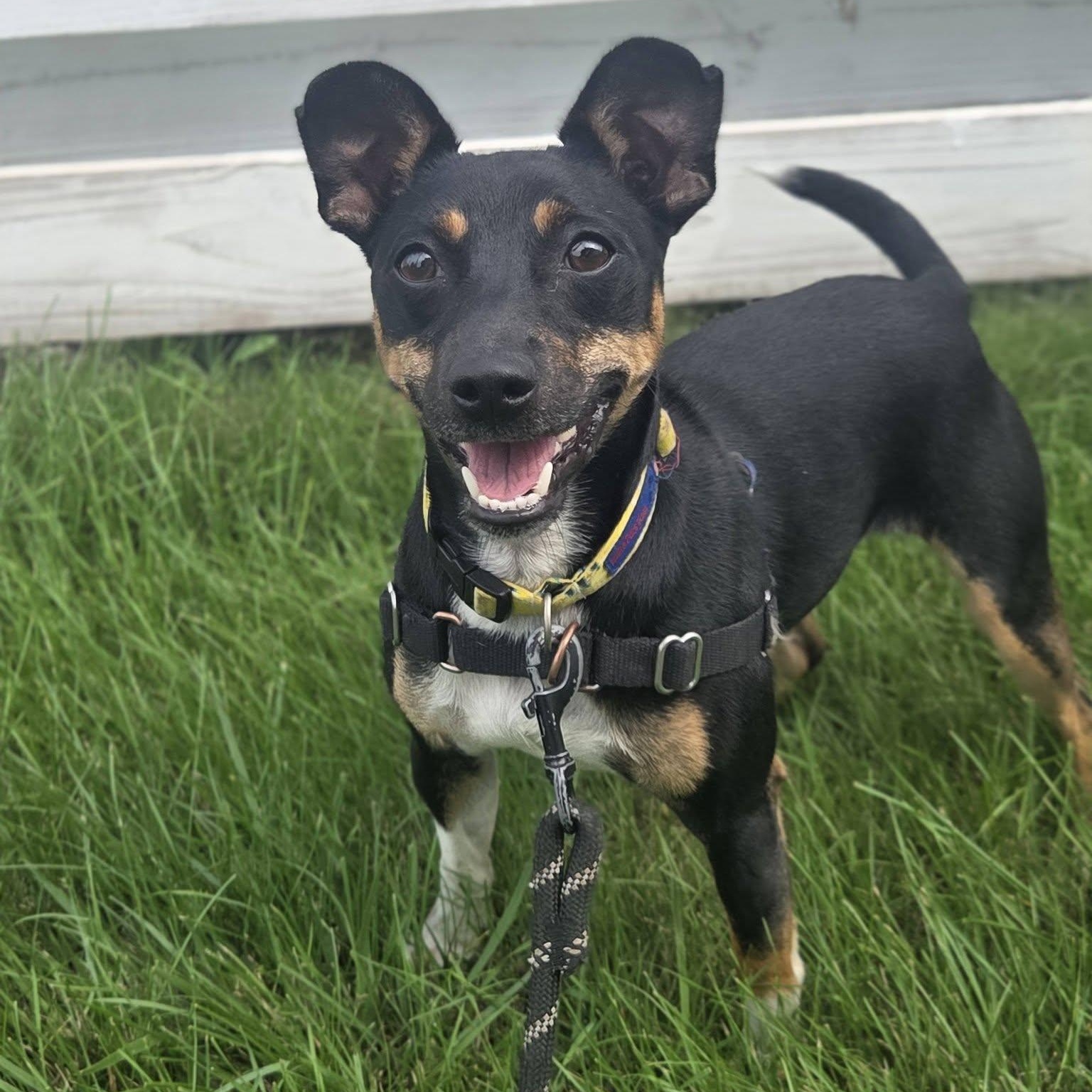 Tippy-Foster Home Needed, ADOPTABLE, Young Male Manchester Terrier & Rat Terrier.