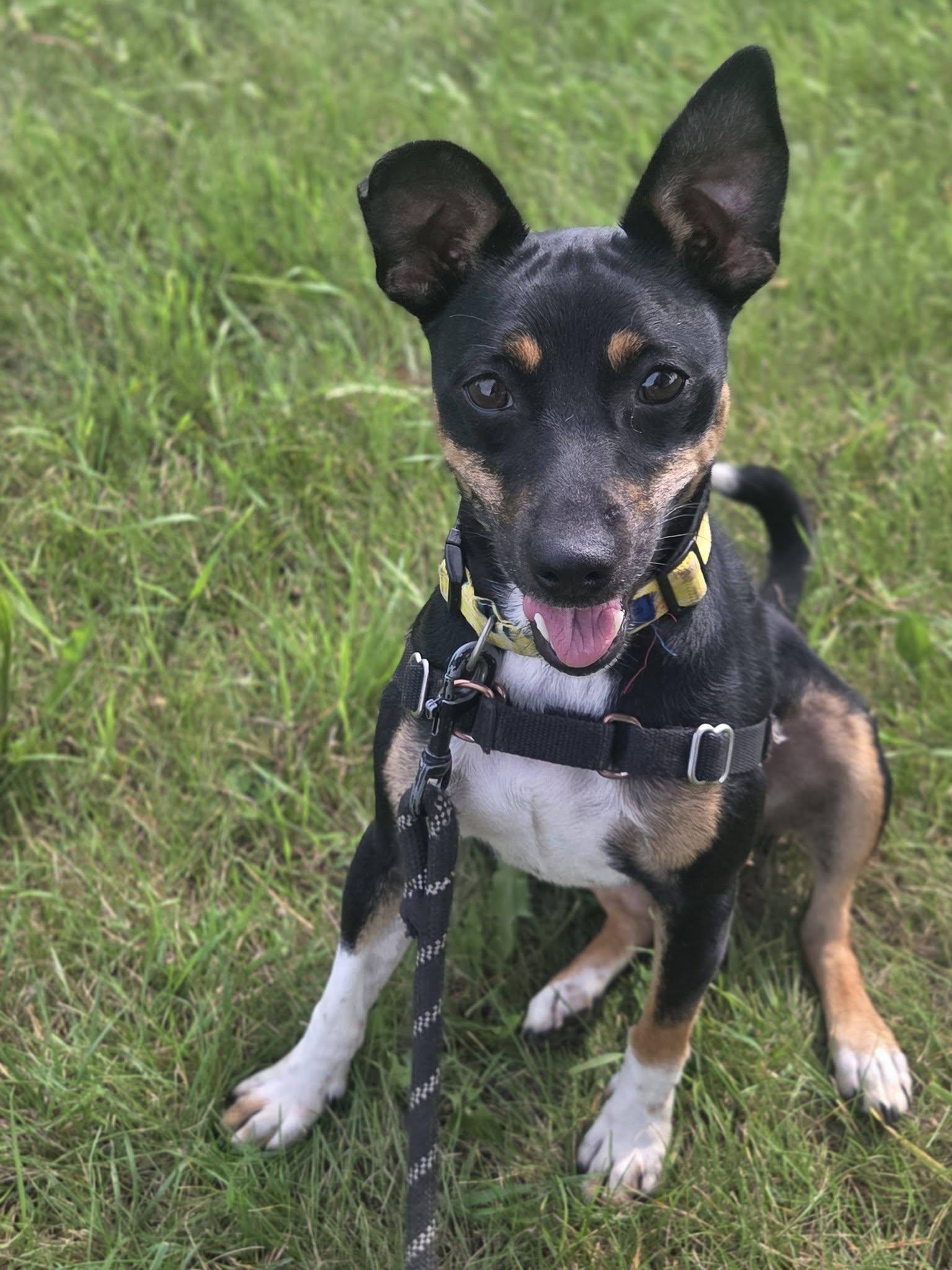 Enlarge Tippy-Foster Home Needed, a ADOPTABLE mixed breed in Hartland, WI image 6/6
