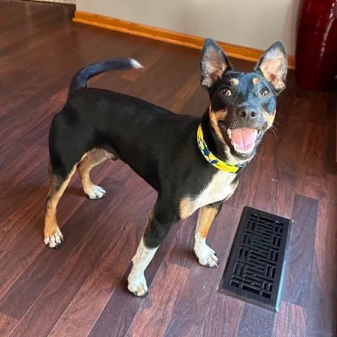 Enlarge Tippy-Foster Home Needed, a ADOPTABLE mixed breed in Hartland, WI image 2/6