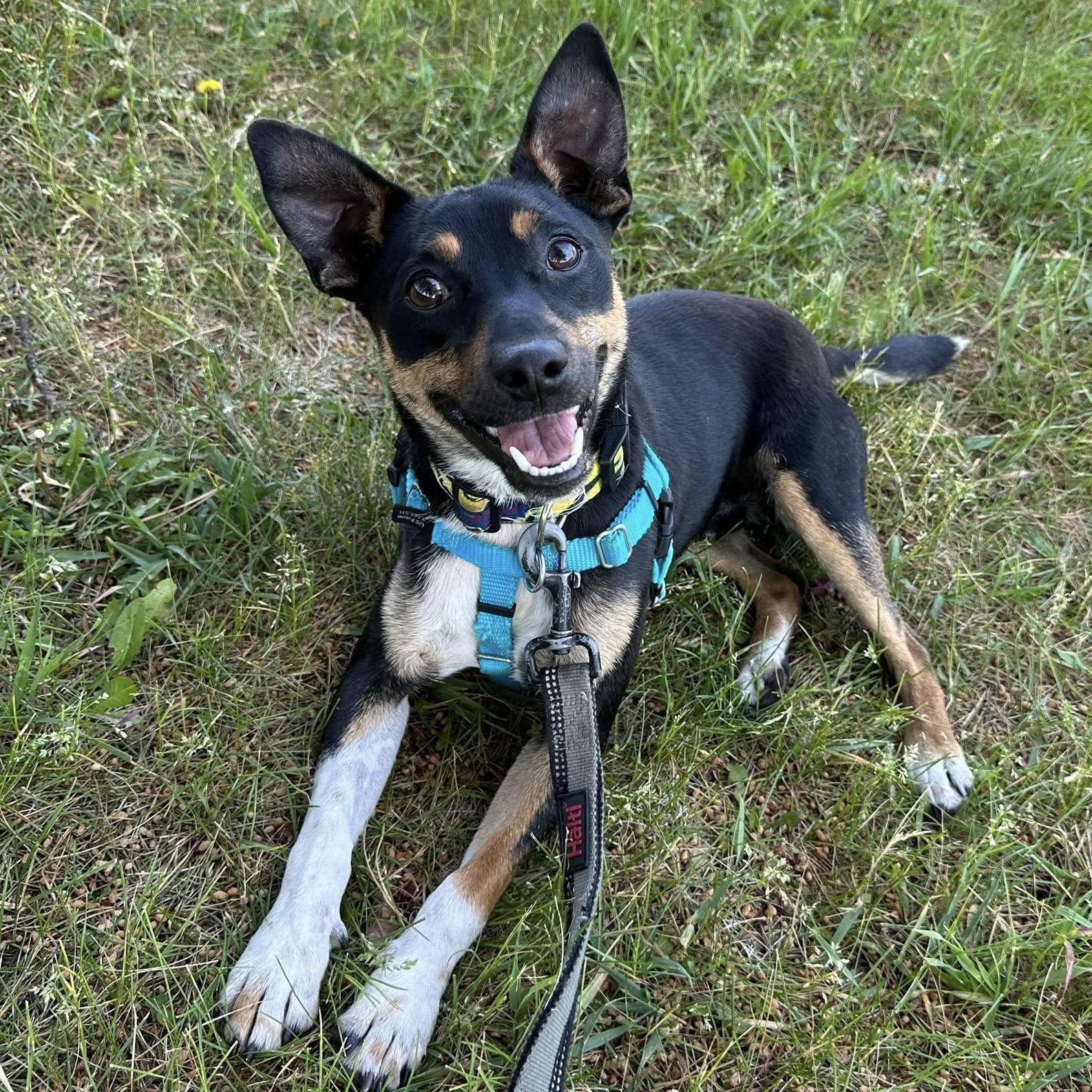 Enlarge Tippy-Foster Home Needed, a ADOPTABLE mixed breed in Hartland, WI image 4/6