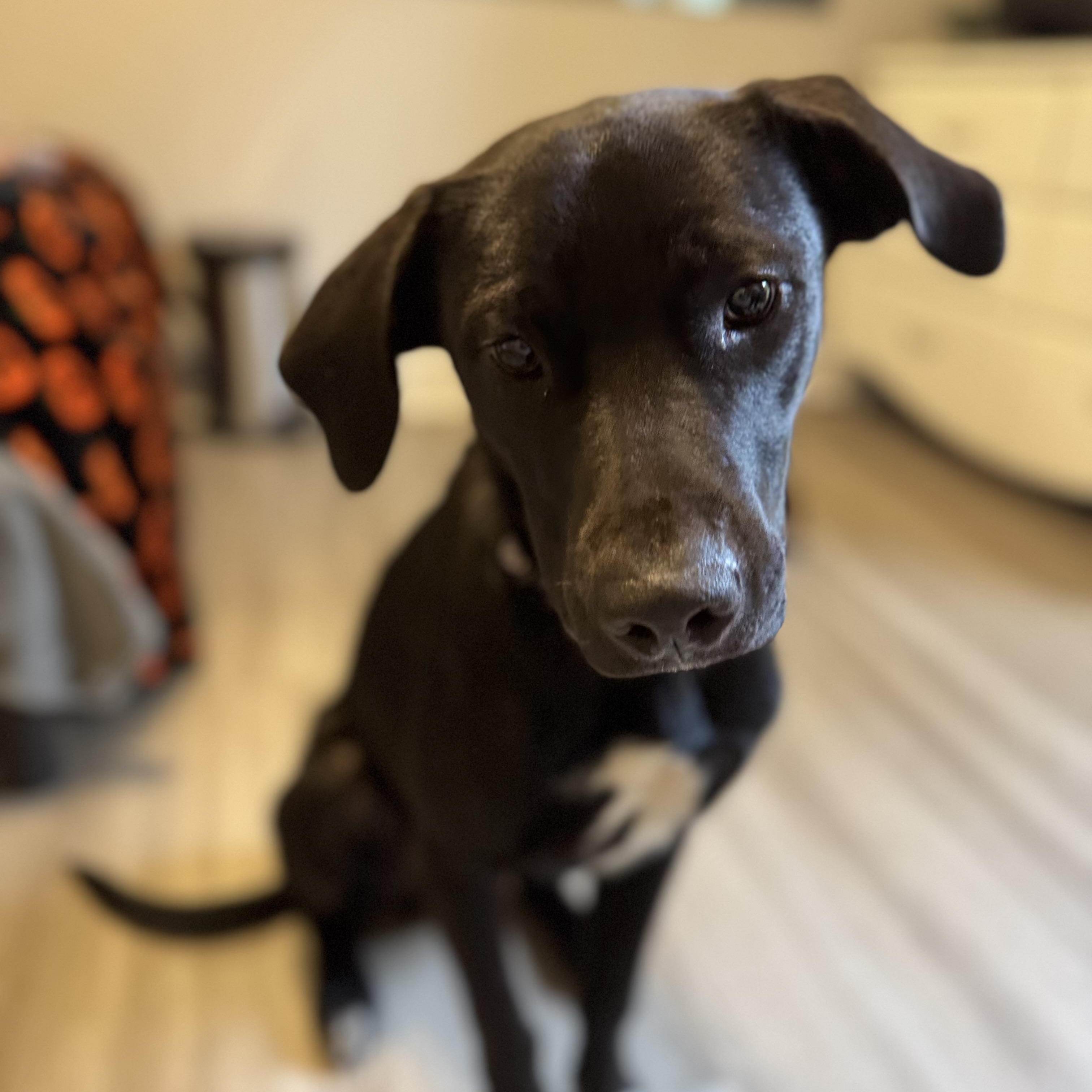 Enlarge Travis, a Adoptable mixed breed in High Point, NC image 1/3