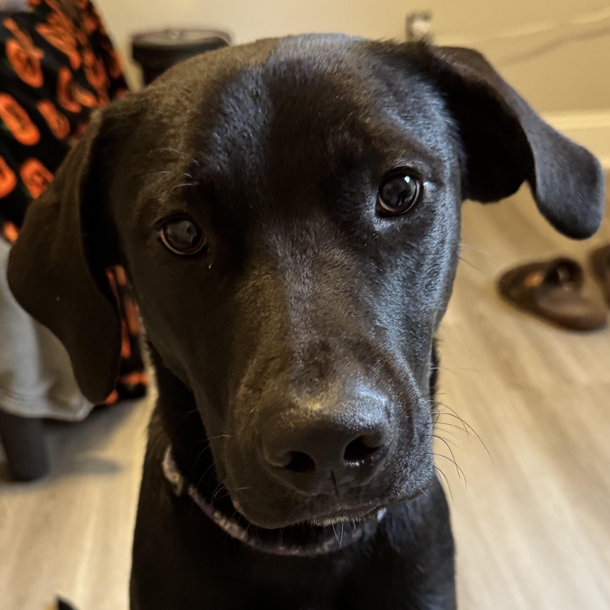 Enlarge Travis, a Adoptable mixed breed in High Point, NC image 2/3