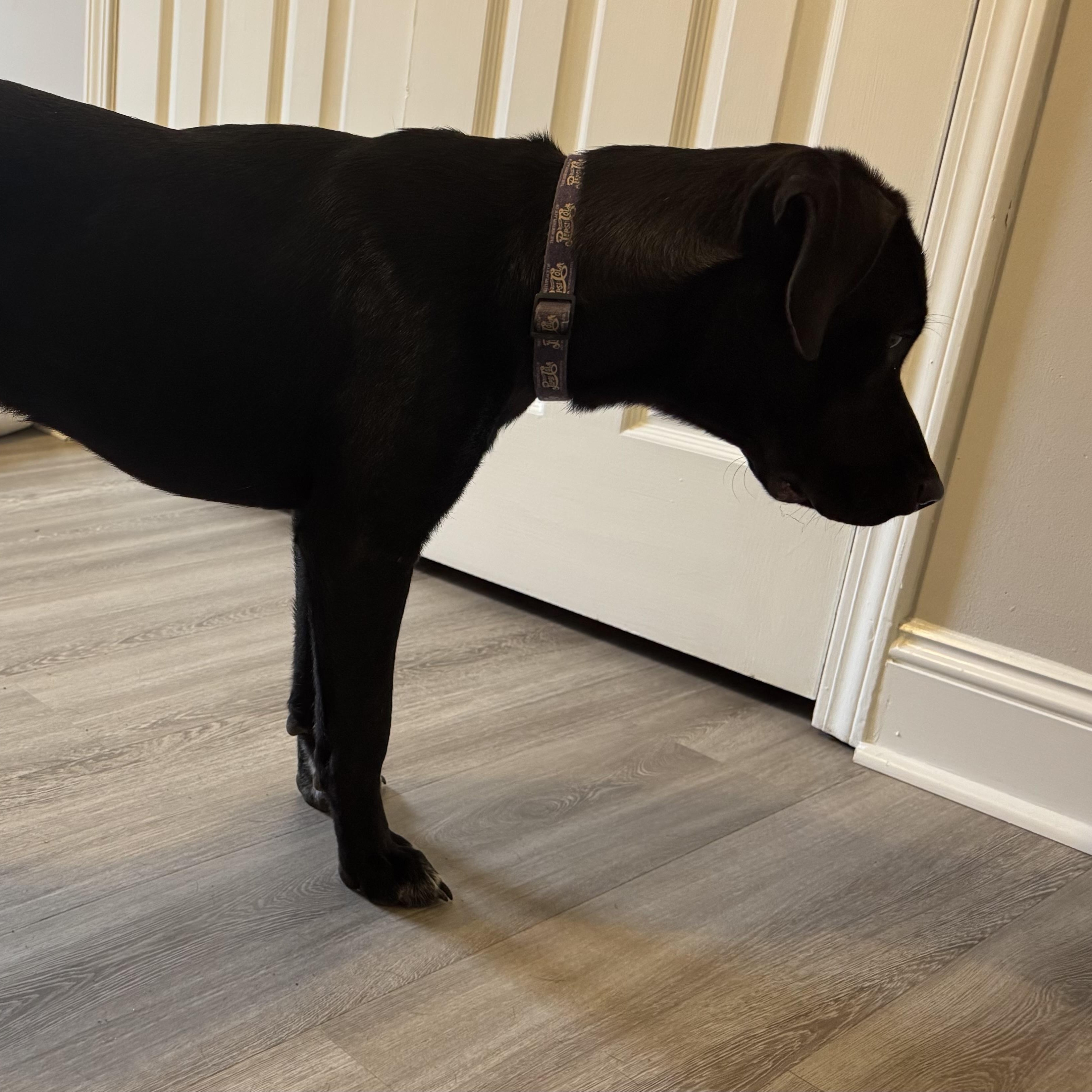 Enlarge Travis, a Adoptable mixed breed in High Point, NC image 3/3