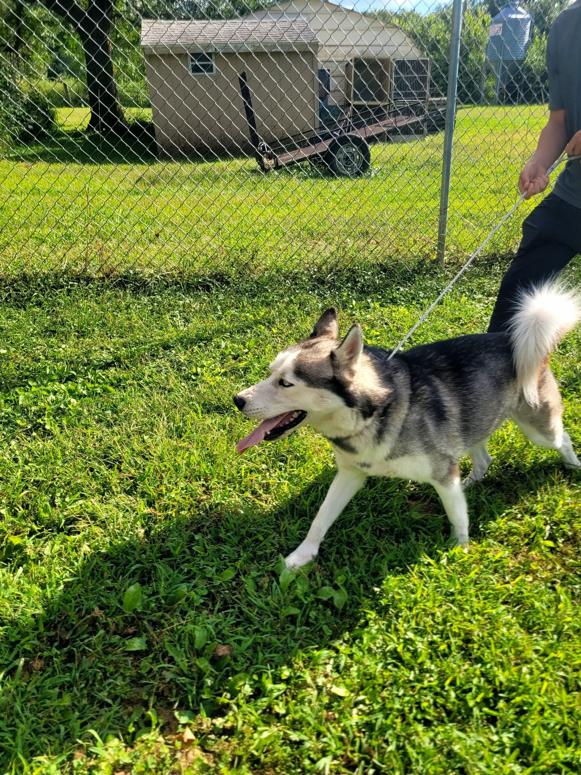 Cooper, a Adopted mixed breed in Clarion, IA image 4/4