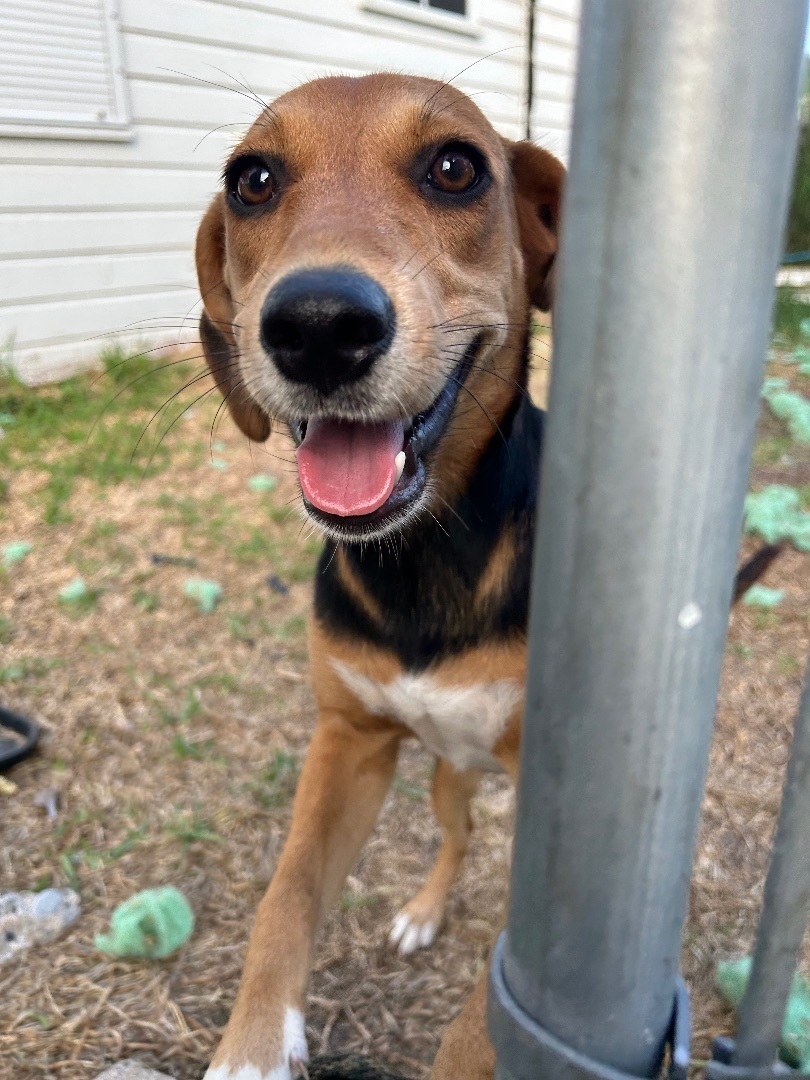 Stella, a Adopted mixed breed in Harlingen, TX image 1/3