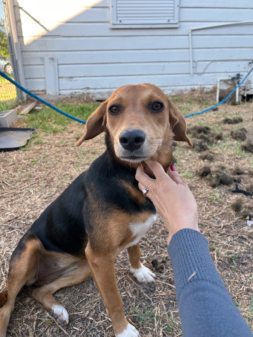 Stella, a Adopted mixed breed in Harlingen, TX image 2/3