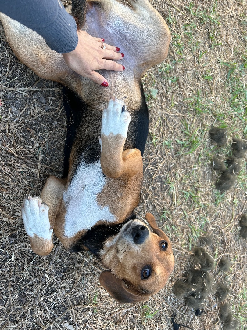 Stella, a Adopted mixed breed in Harlingen, TX image 3/3