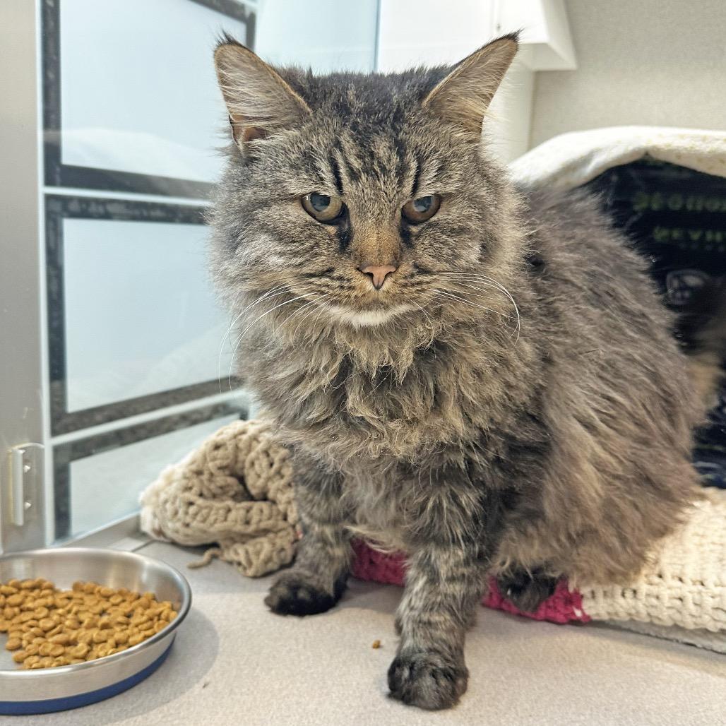 Enlarge McDonald, a Adoptable Domestic Long Hair in Hailey, ID image 2/3