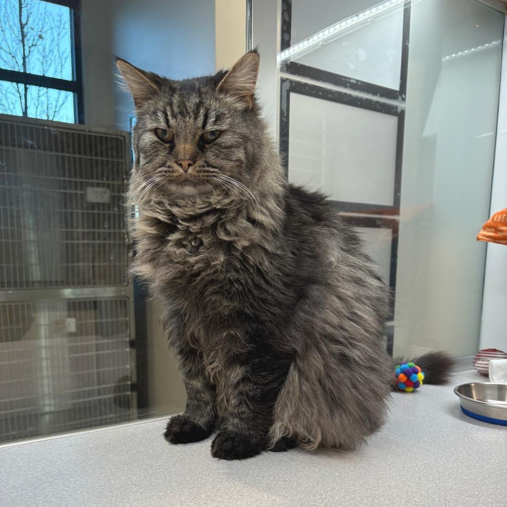 Enlarge McDonald, a Adoptable Domestic Long Hair in Hailey, ID image 3/3