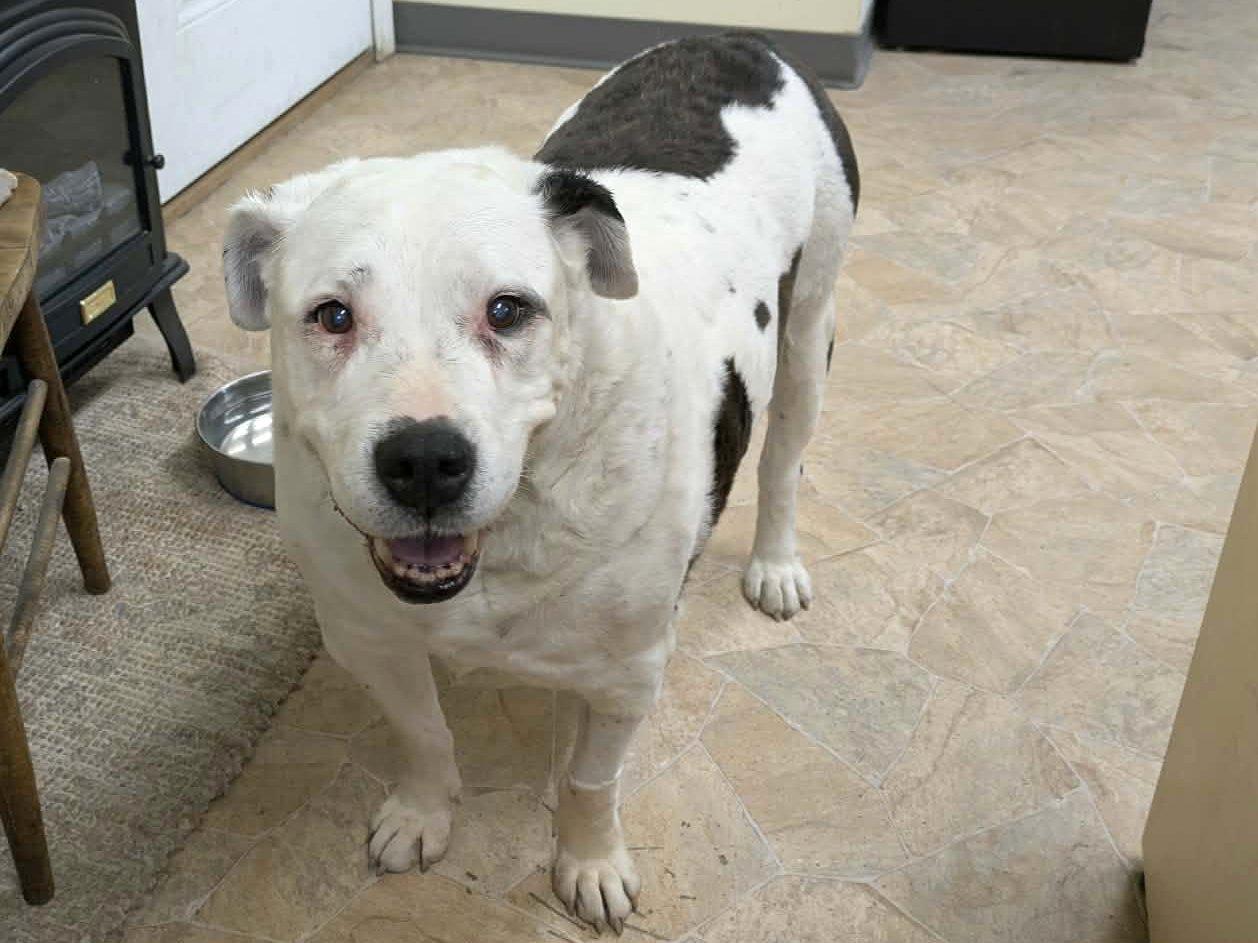 Enlarge Brownie (HOSPICE FOSTER NEEDED), a Adoptable mixed breed in Monroe, WA image 1/6