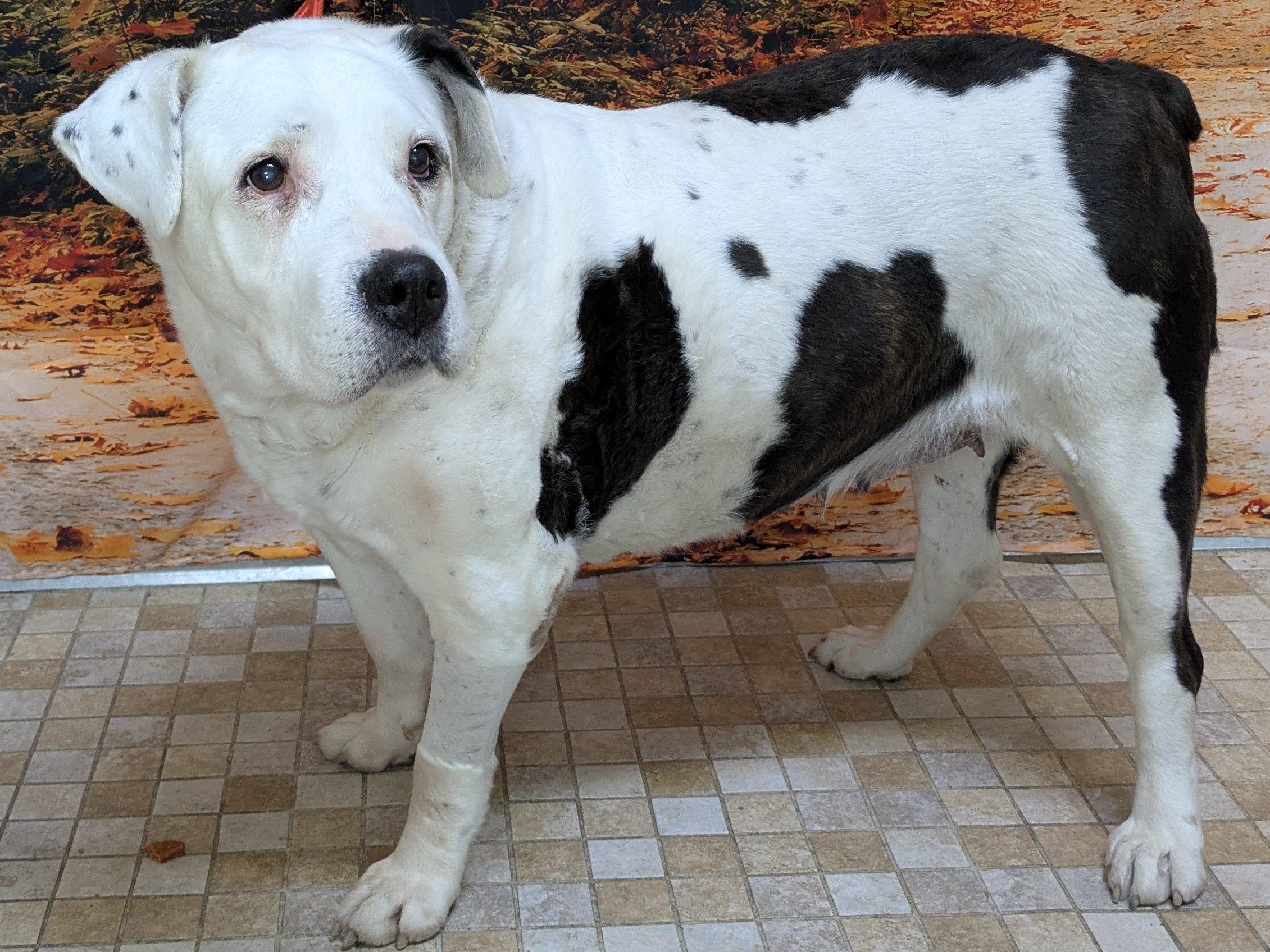 Enlarge Brownie (HOSPICE FOSTER NEEDED), a Adoptable mixed breed in Monroe, WA image 4/6