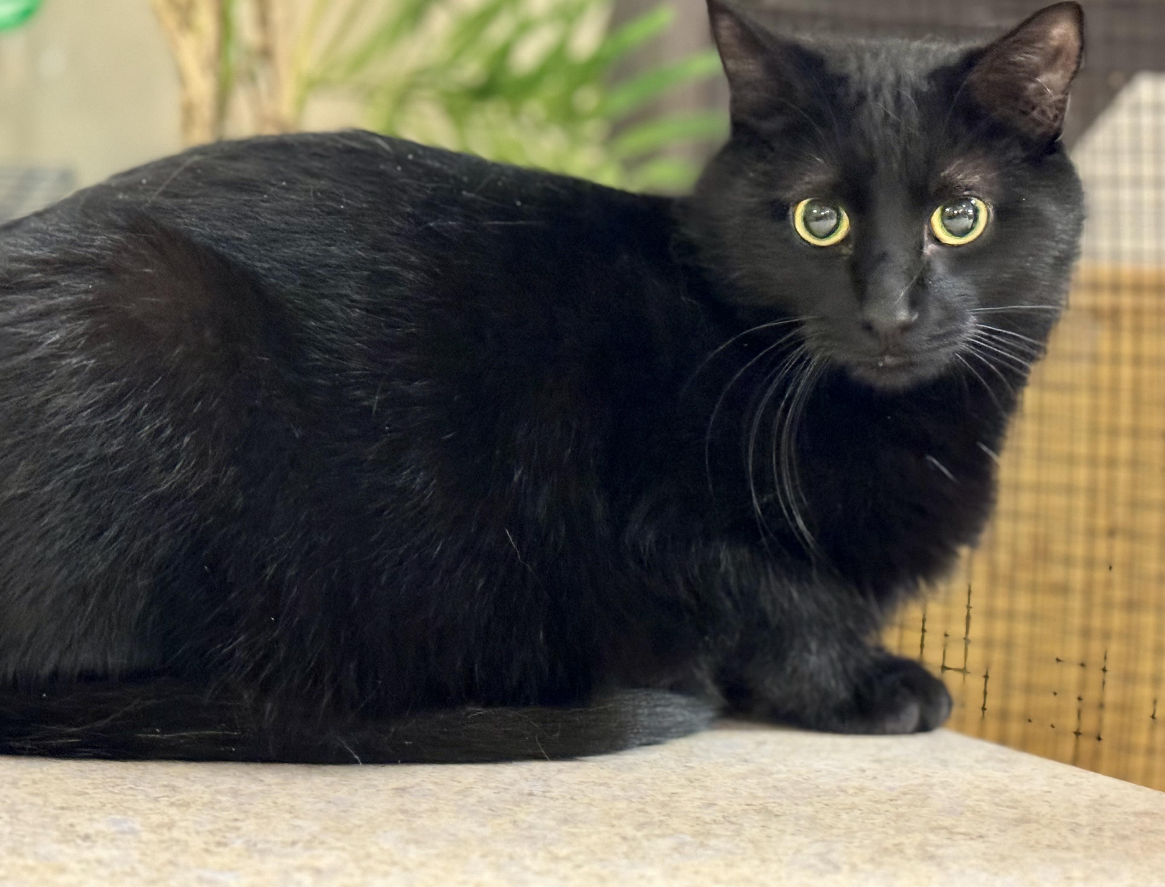 Enlarge Rikki, a Adoptable Domestic Short Hair in Erie, PA image 1/1