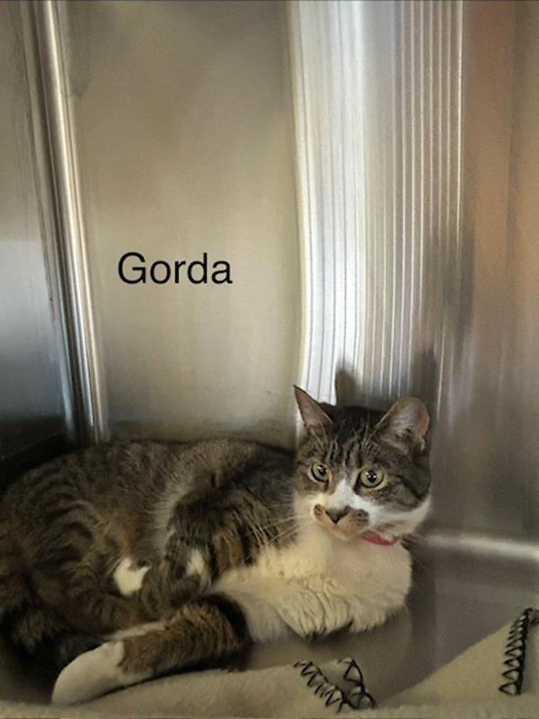 Enlarge Gorda, a Adoptable mixed breed in Knoxville, TN image 1/1