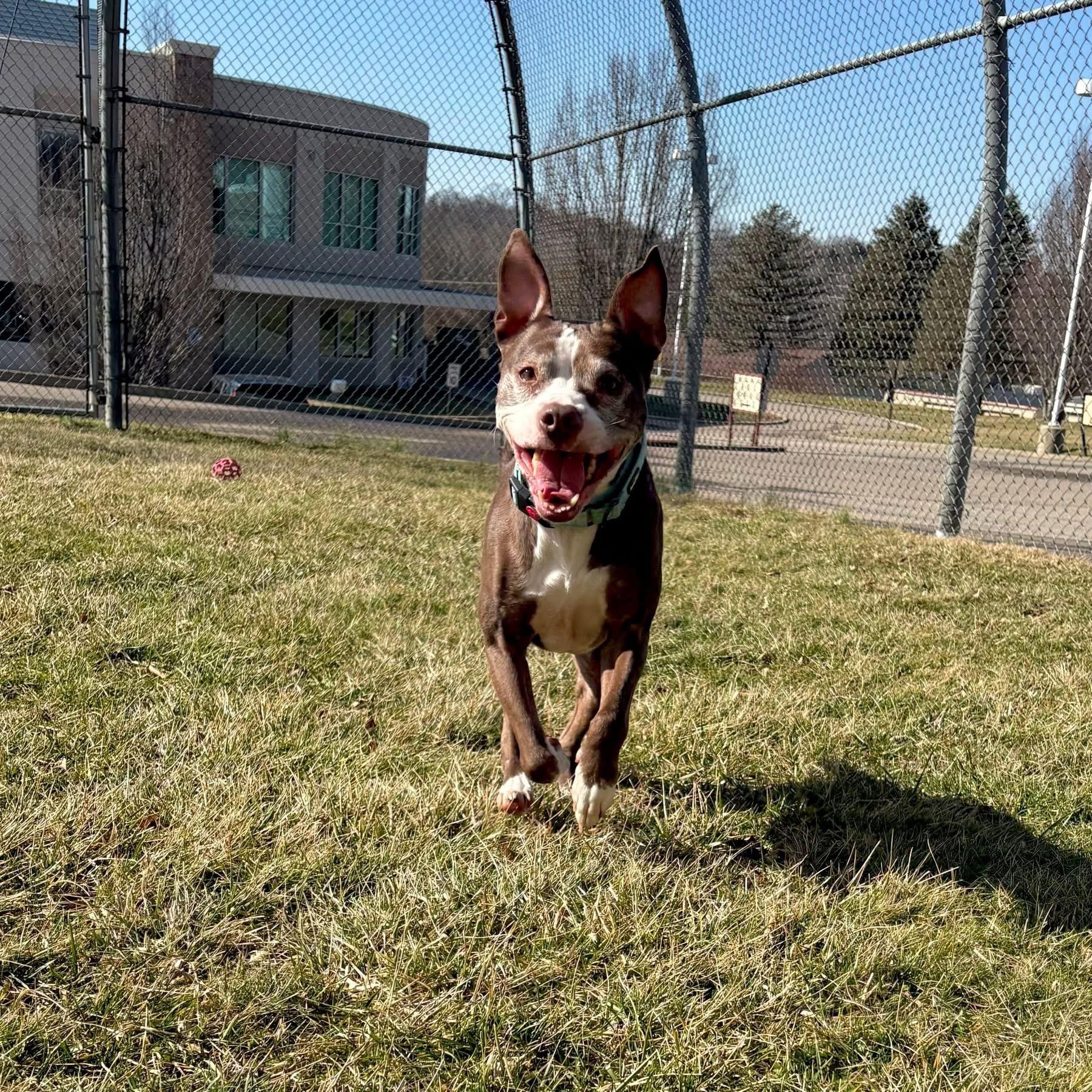 Enlarge Lucy, a ADOPTABLE Terrier in Zanesville, OH image 1/4