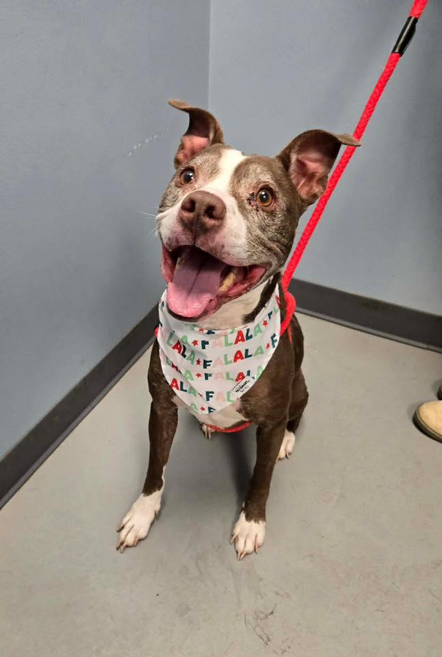 Enlarge Lucy, a ADOPTABLE Terrier in Zanesville, OH image 1/2