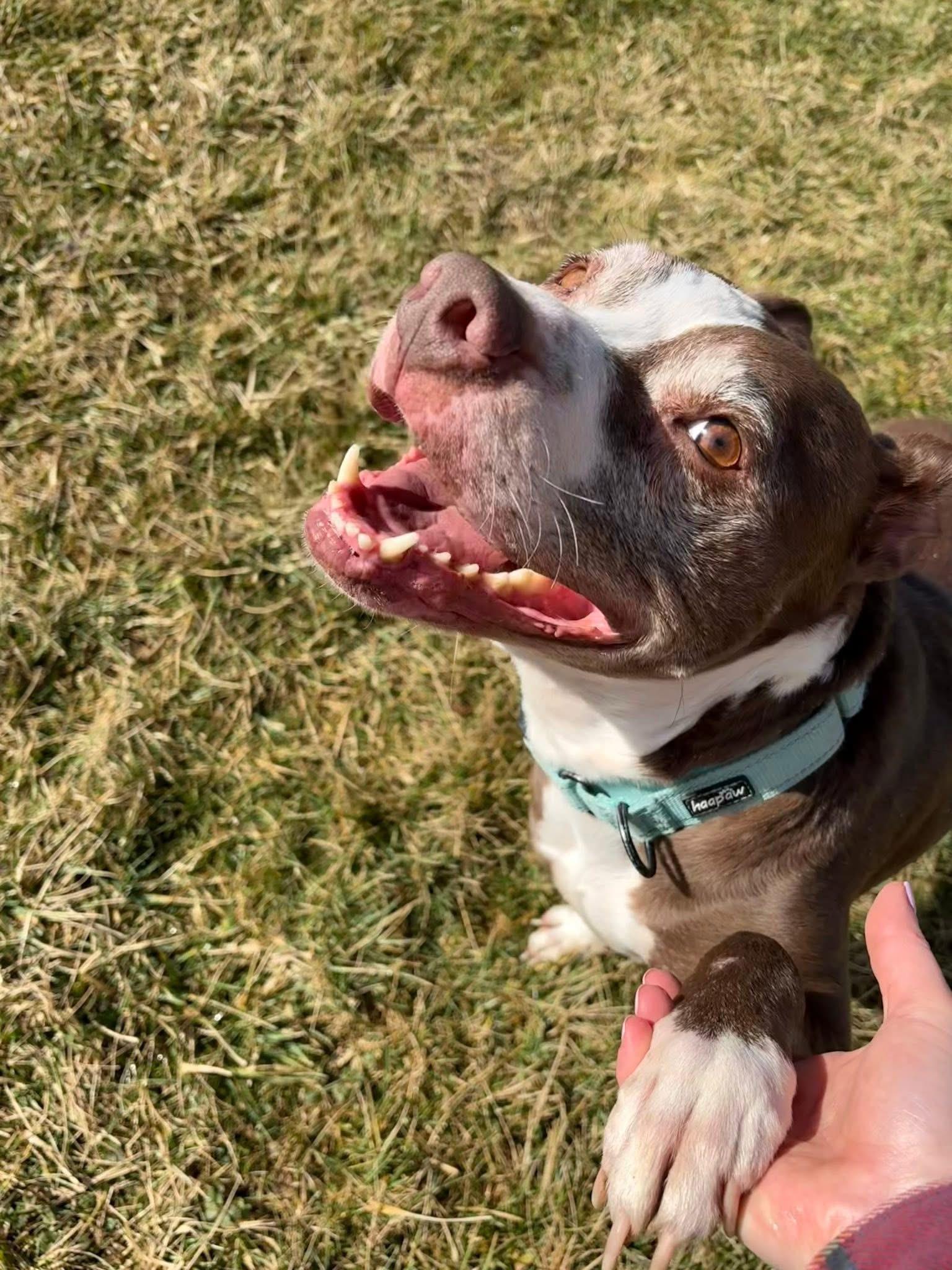 Enlarge Lucy, a ADOPTABLE Terrier in Zanesville, OH image 3/4