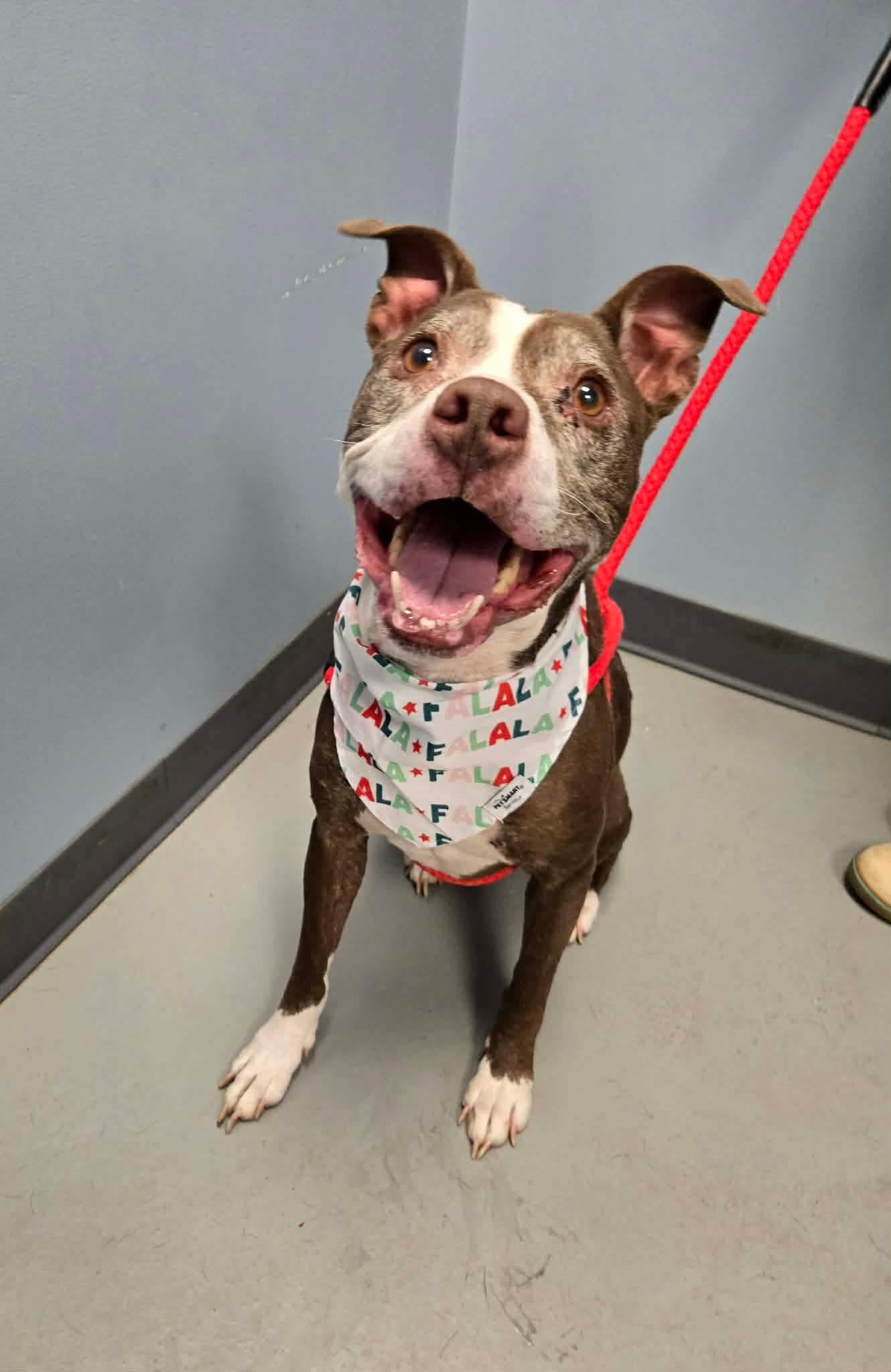 Enlarge Lucy, a ADOPTABLE Terrier in Zanesville, OH image 2/2