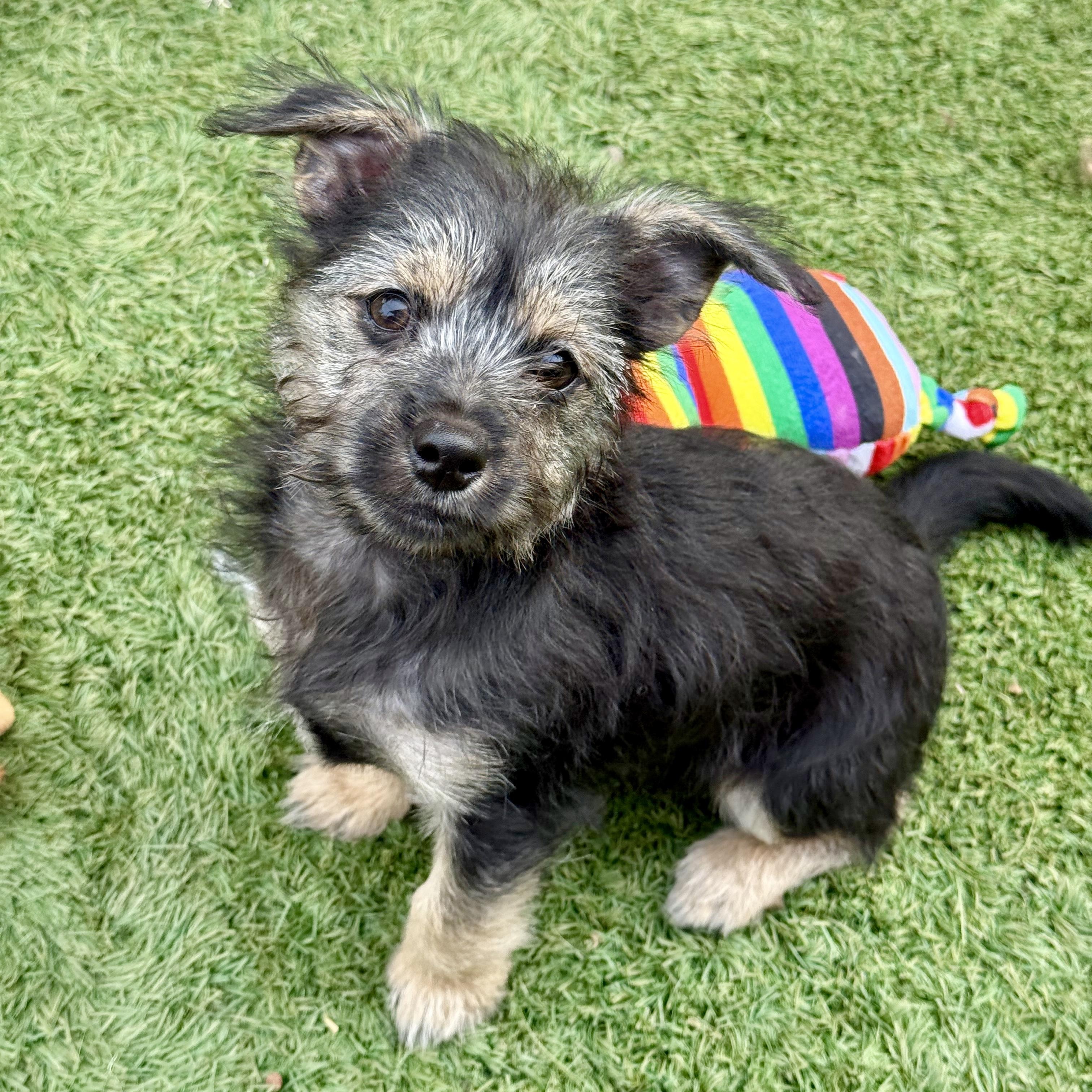 Enlarge Amazon, a ADOPTABLE mixed breed in modesto, CA image 1/6