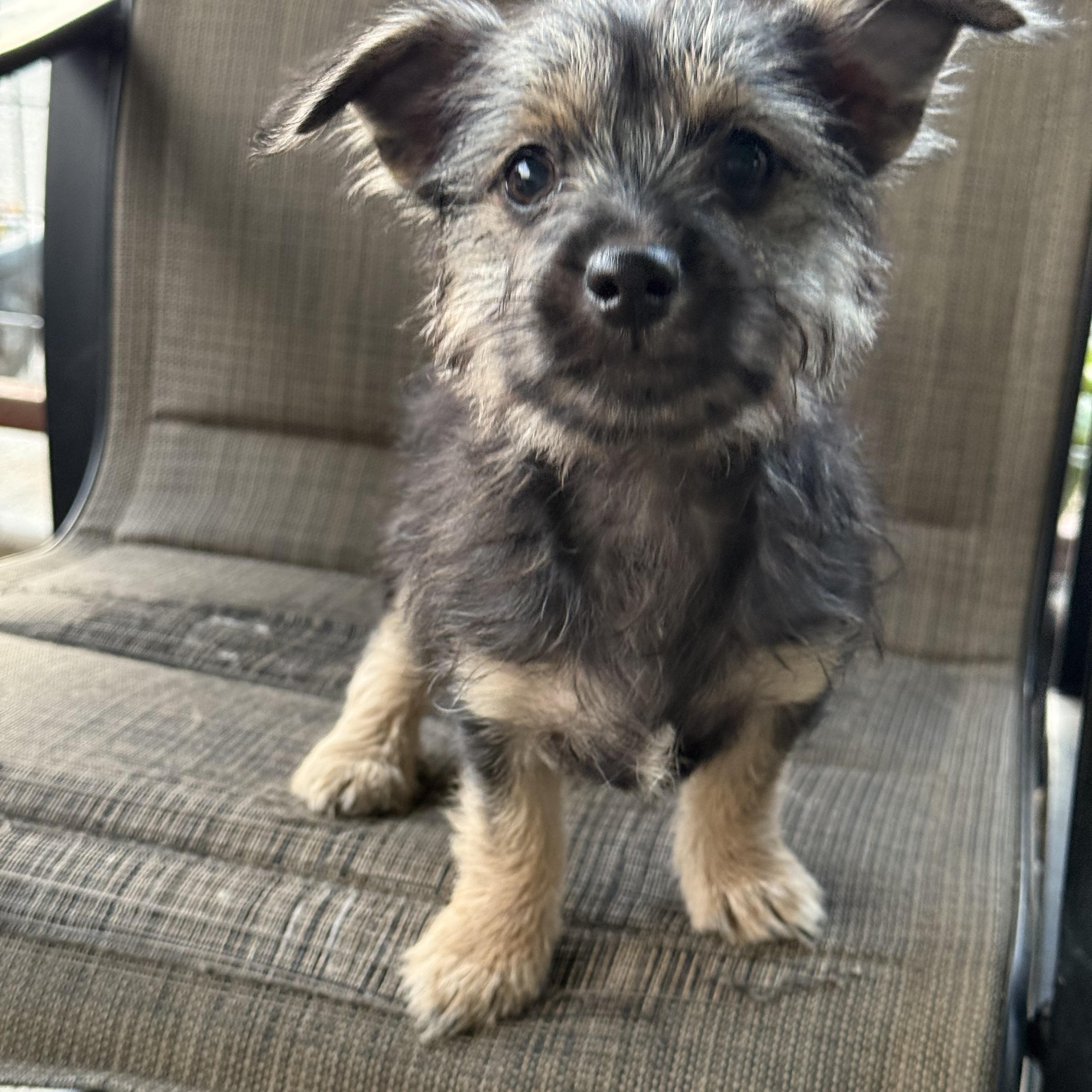 Enlarge Amazon, a ADOPTABLE mixed breed in modesto, CA image 2/6