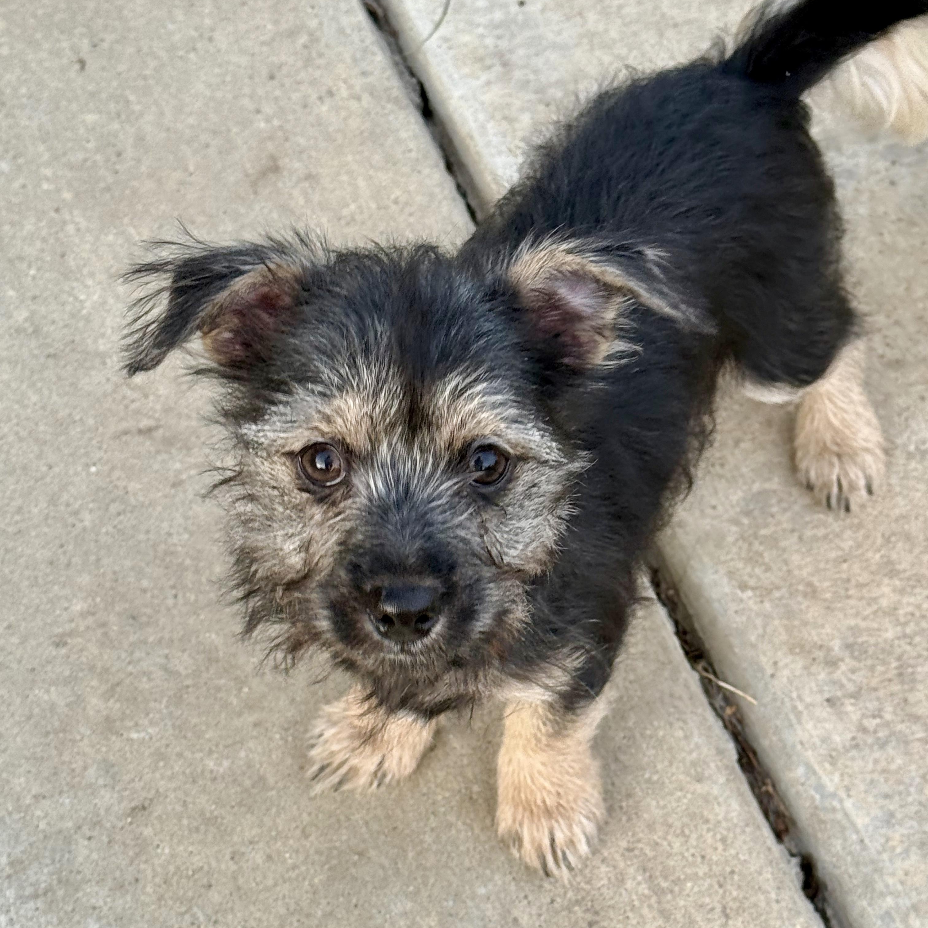 Enlarge Amazon, a ADOPTABLE mixed breed in modesto, CA image 3/6