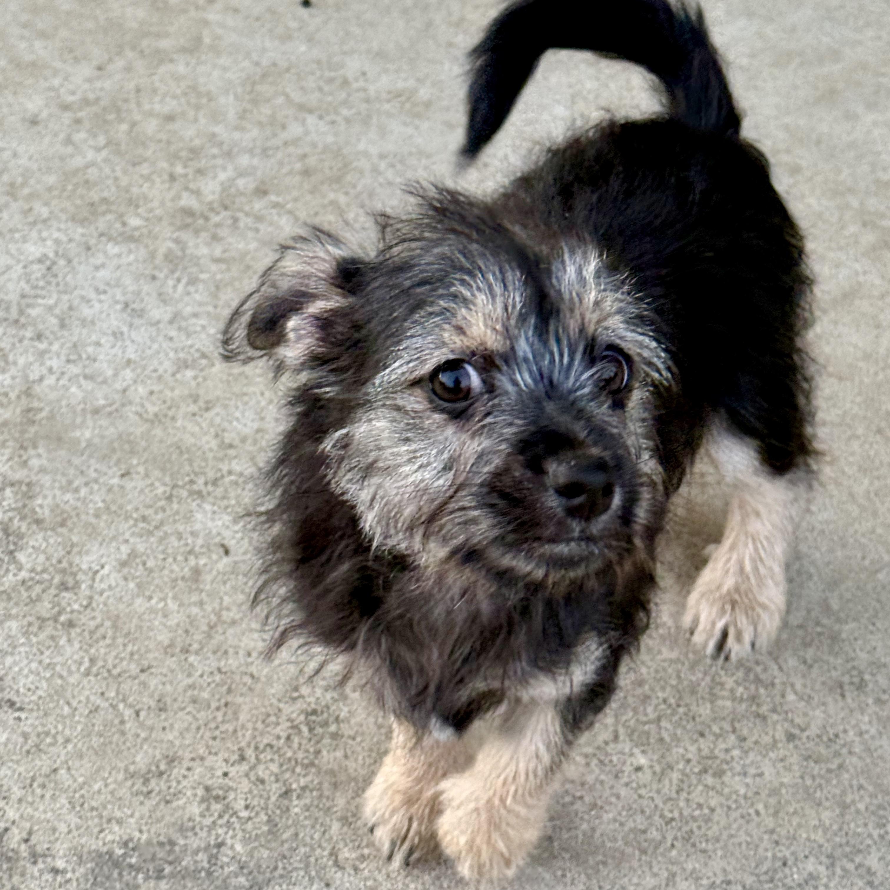 Enlarge Amazon, a ADOPTABLE mixed breed in modesto, CA image 4/6