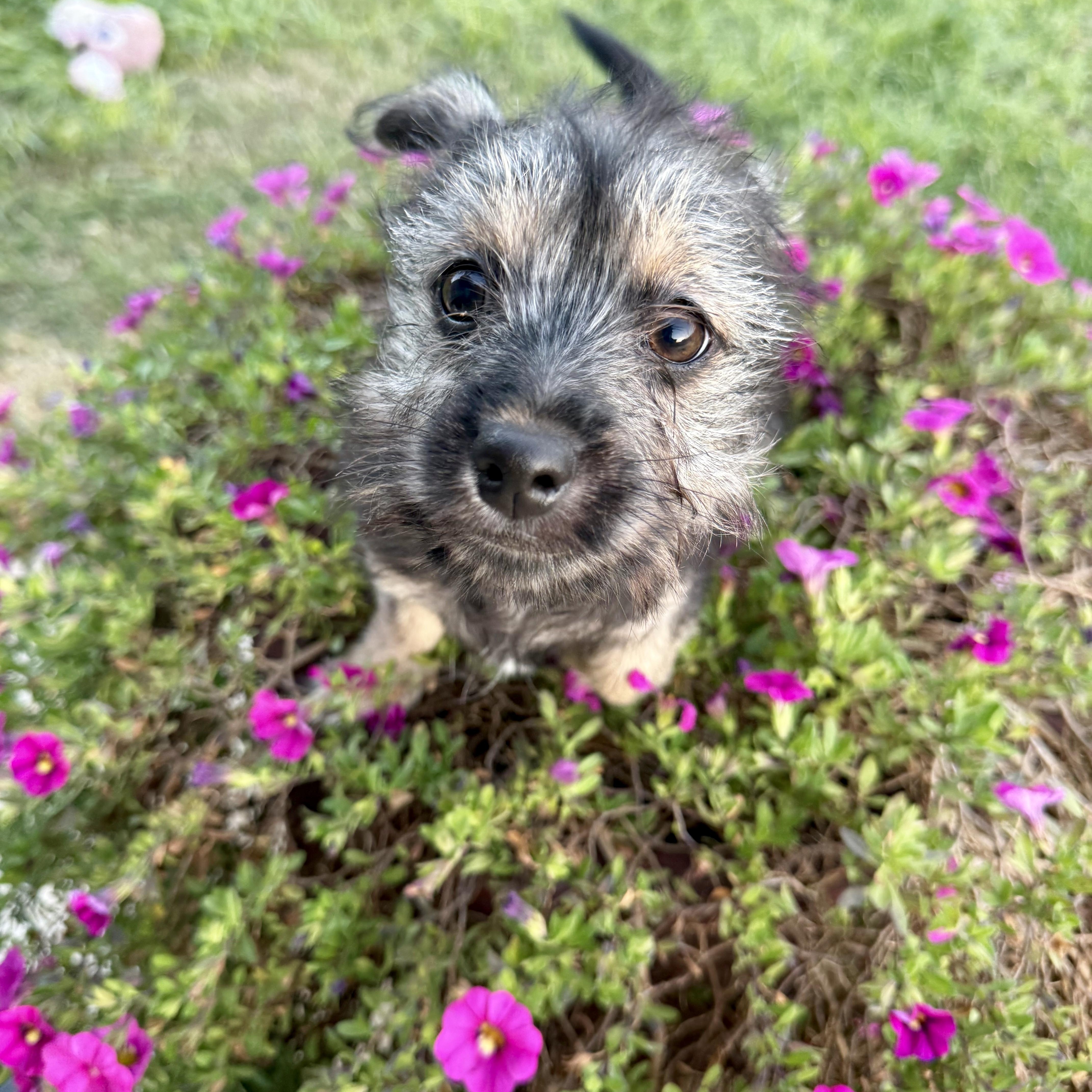 Enlarge Amazon, a ADOPTABLE mixed breed in modesto, CA image 5/6