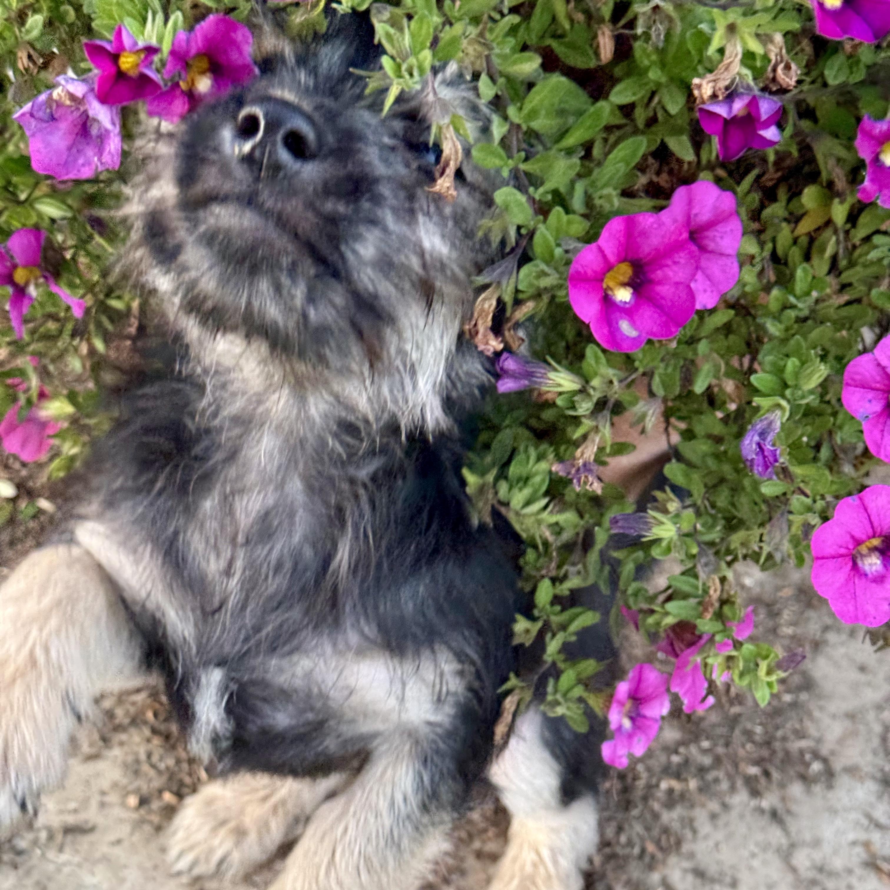 Enlarge Amazon, a ADOPTABLE mixed breed in modesto, CA image 6/6