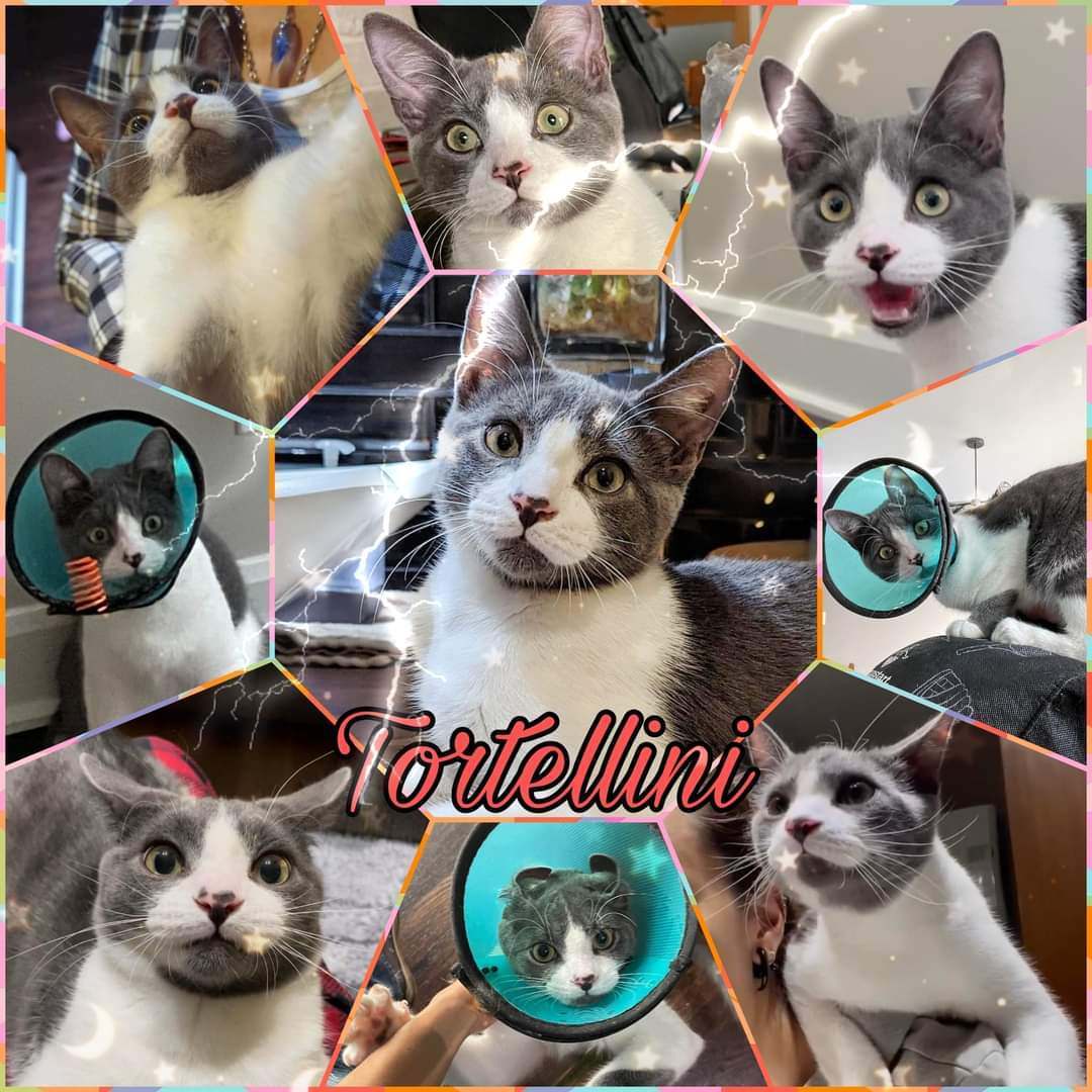 Tortellini, Adoptable, Young Male Domestic Short Hair.