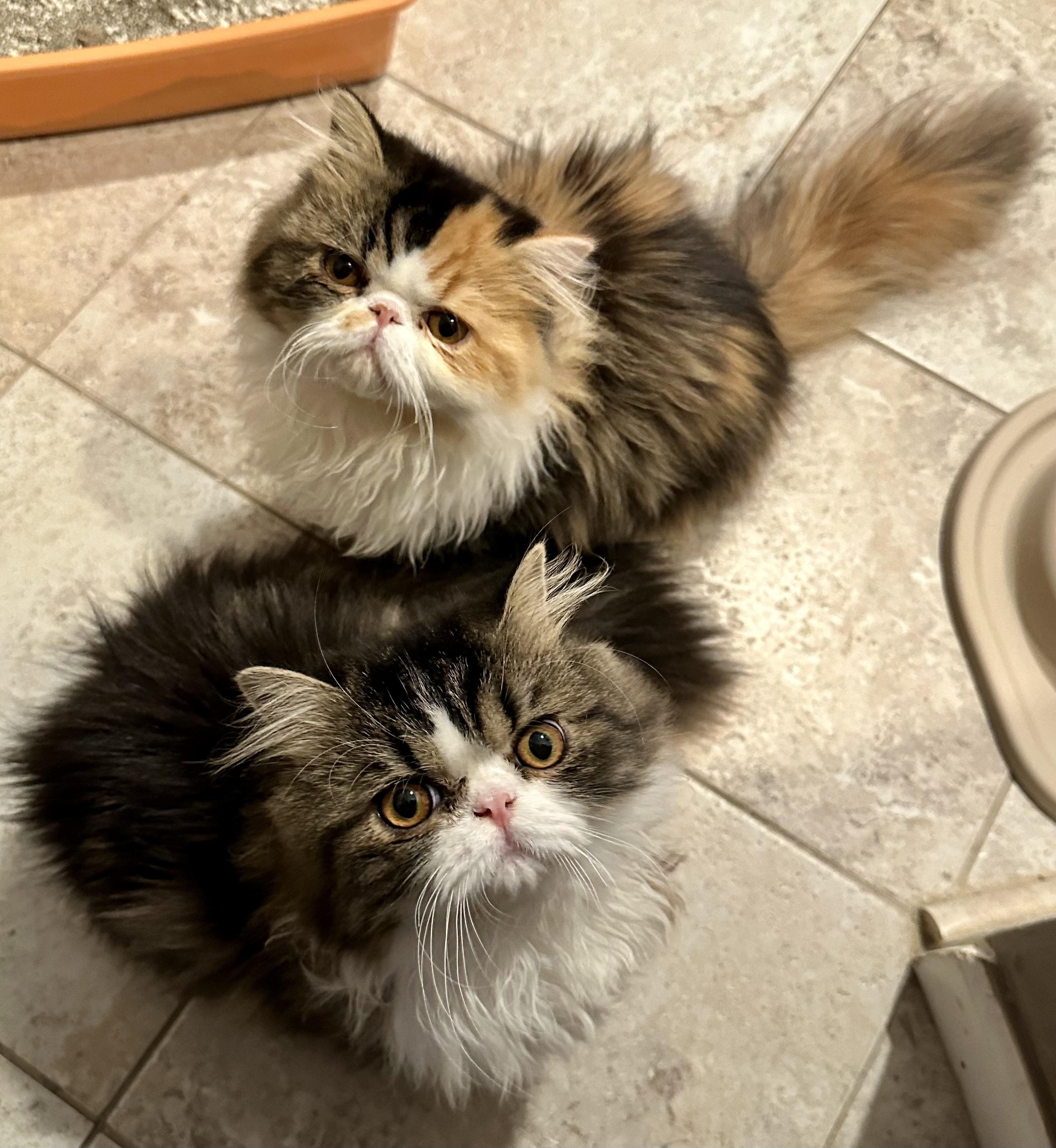 Bablo & Bessa!!!, an adoptable Persian in Manalapan, NJ, 07726 | Photo Image 1