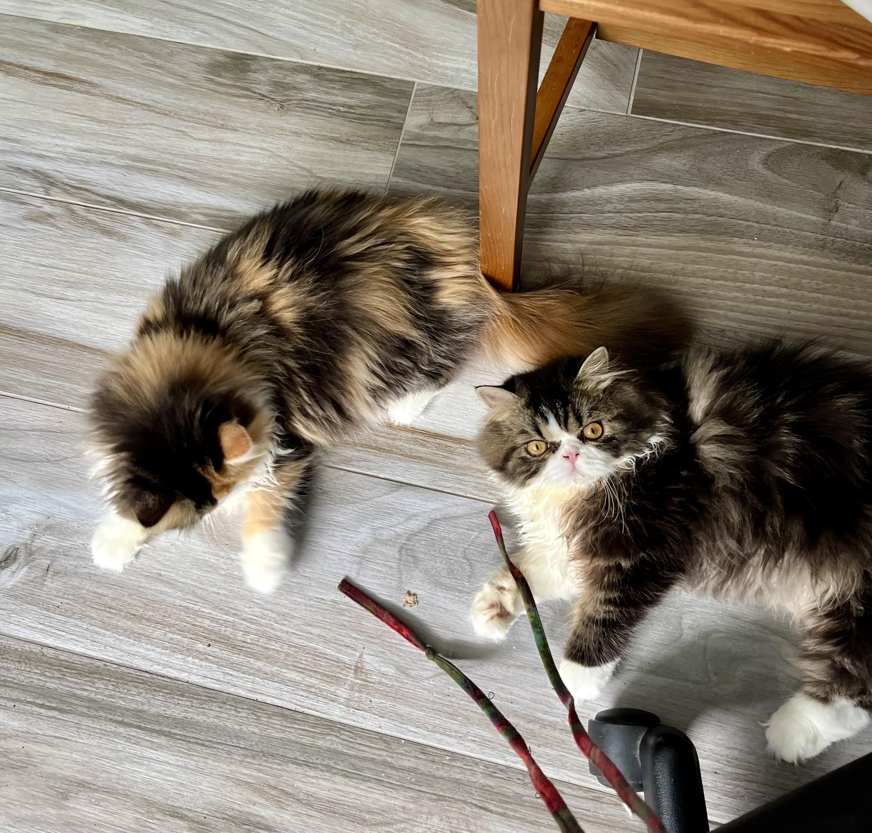 Bablo & Bessa!!!, a Adoptable Persian in Manalapan, NJ image 4/6