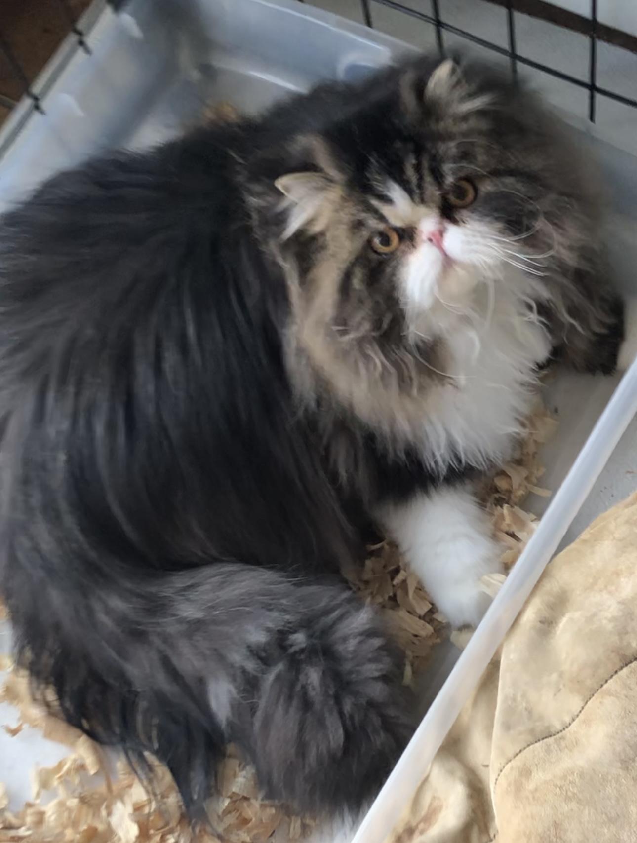 Bablo & Bessa!!!, a Adoptable Persian in Manalapan, NJ image 3/6