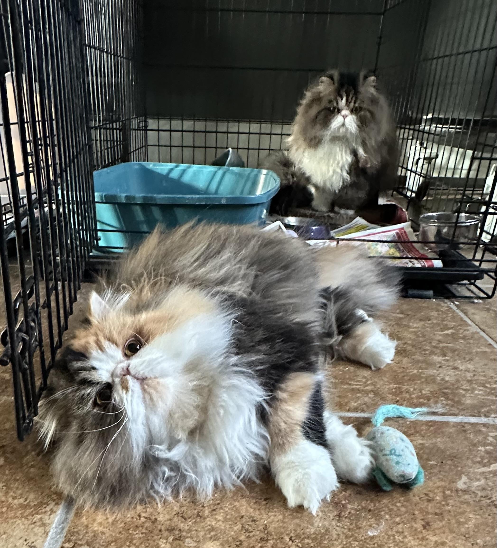 Bablo & Bessa!!!, a Adoptable Persian in Manalapan, NJ image 1/6