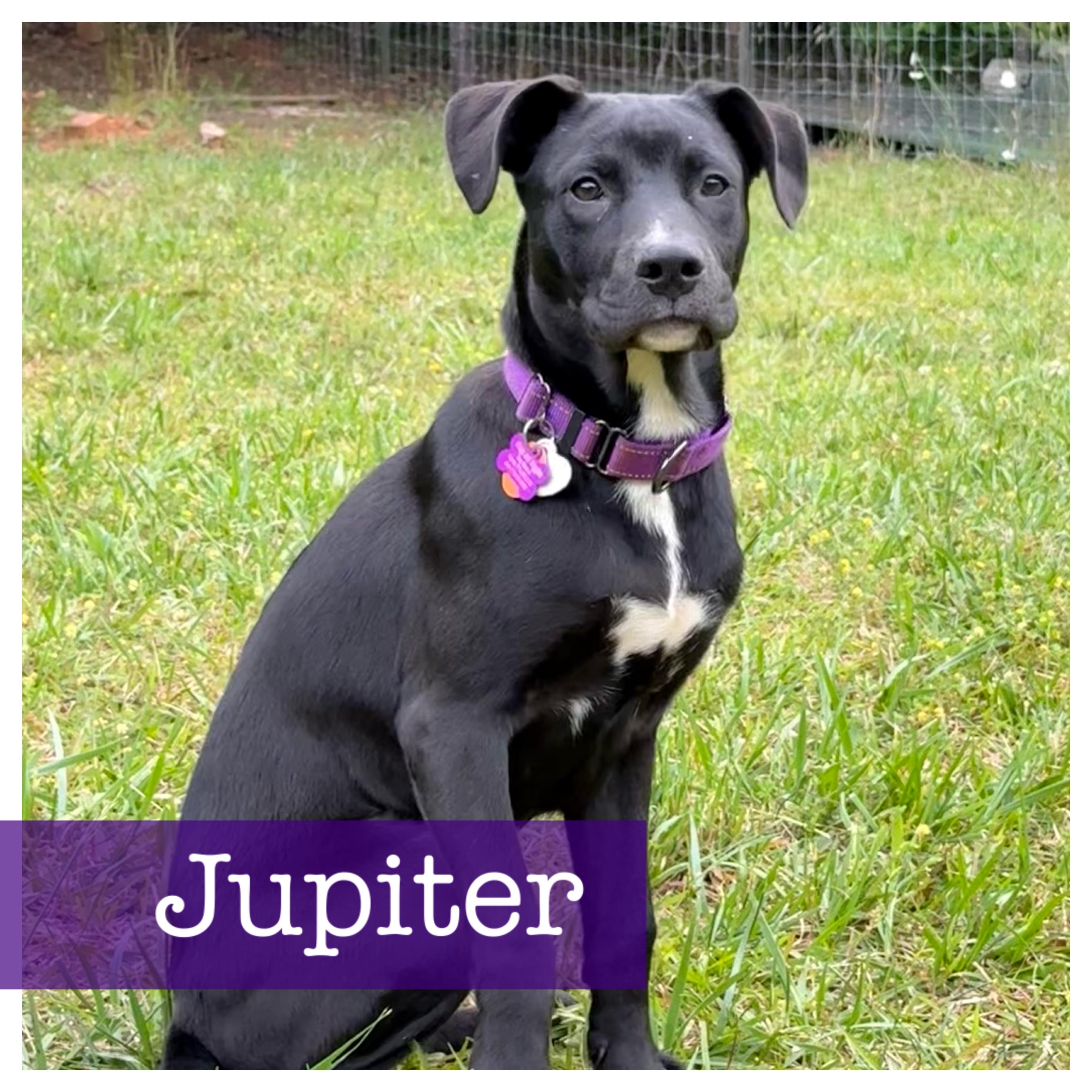 Jupiter, ADOPTABLE, Puppy Male Black Labrador Retriever & Hound.