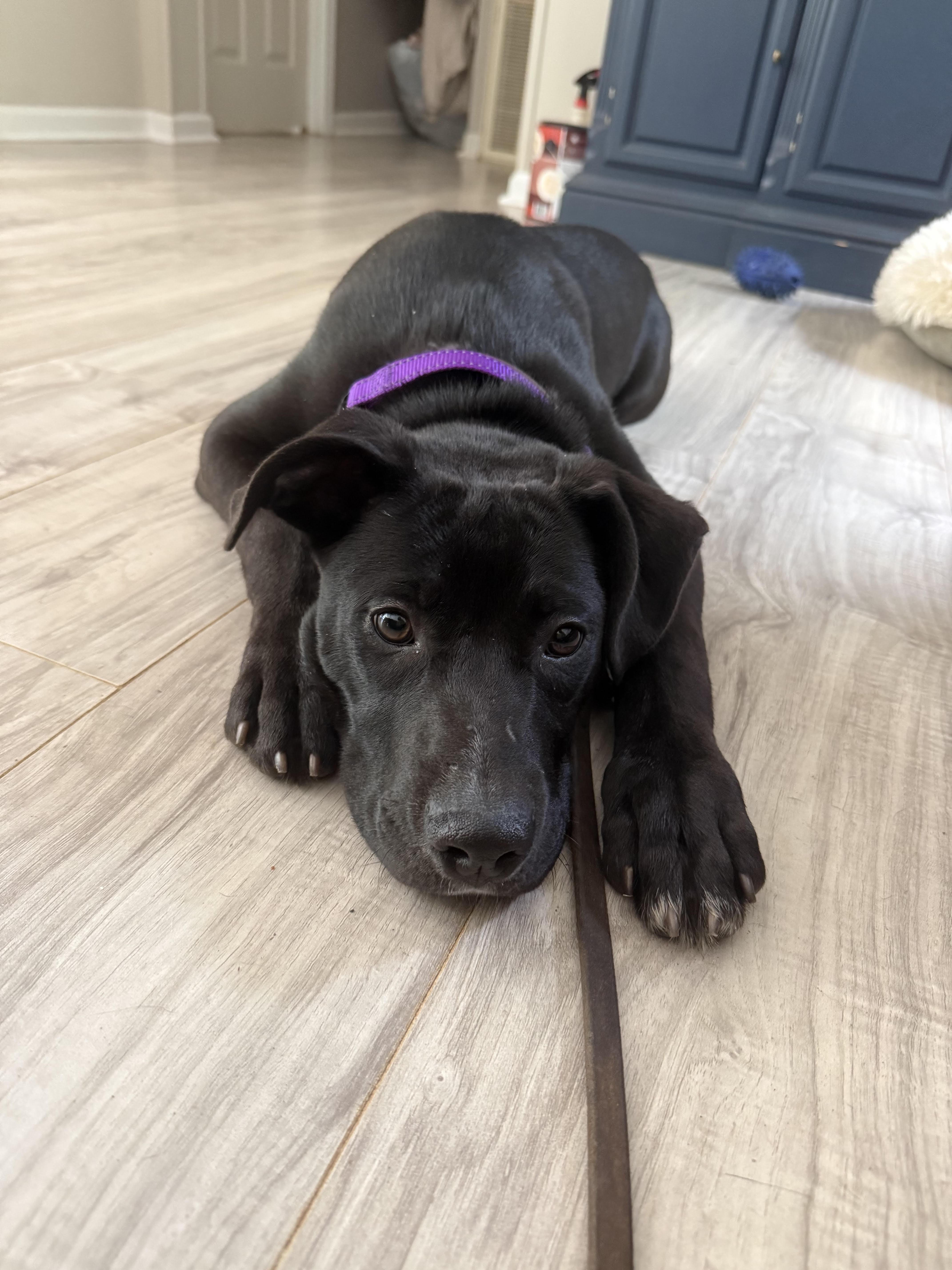 Enlarge Jupiter, a ADOPTABLE mixed breed in Cumming, GA image 2/3