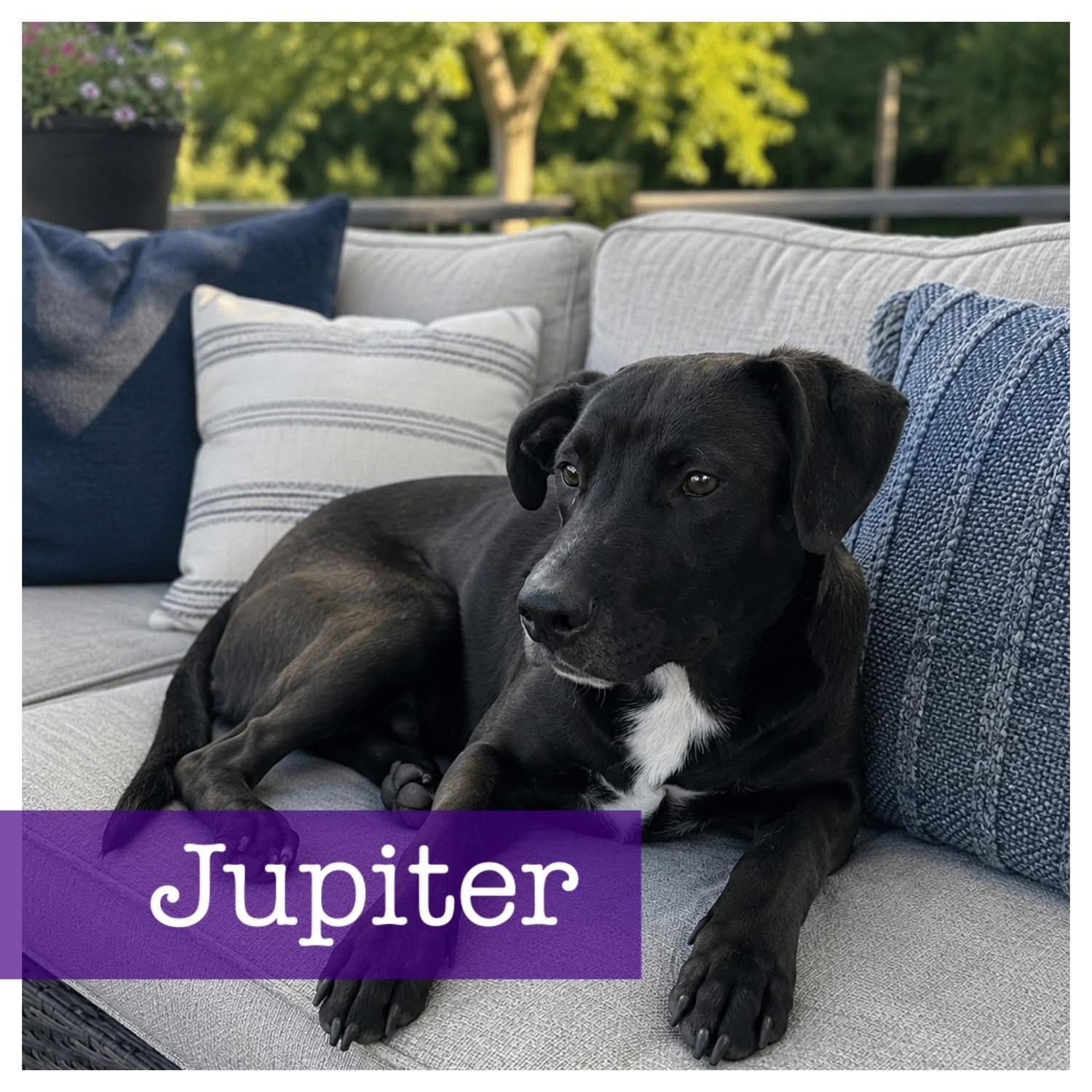 Jupiter, ADOPTABLE, Puppy Male Black Labrador Retriever & Hound.