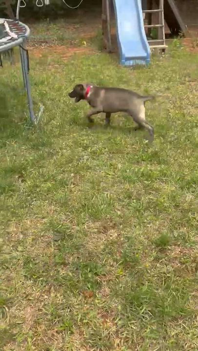 Enlarge Jupiter, a ADOPTABLE mixed breed in Cumming, GA video 3/3