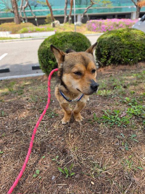 Enlarge SAMDOL, a Adoptable Corgi in Agoura Hills, CA image 2/2