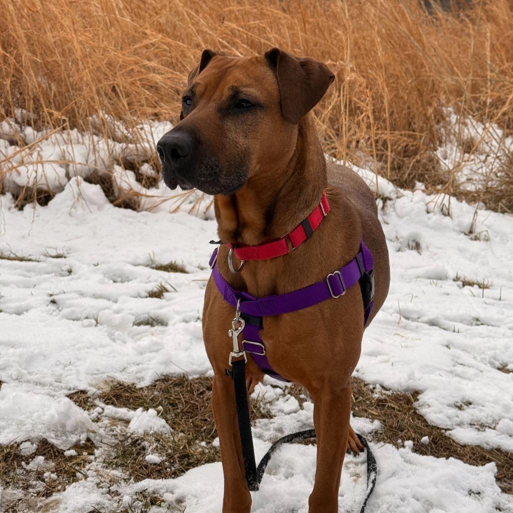 Angela, Adoptable, Adult Female Mixed Breed.