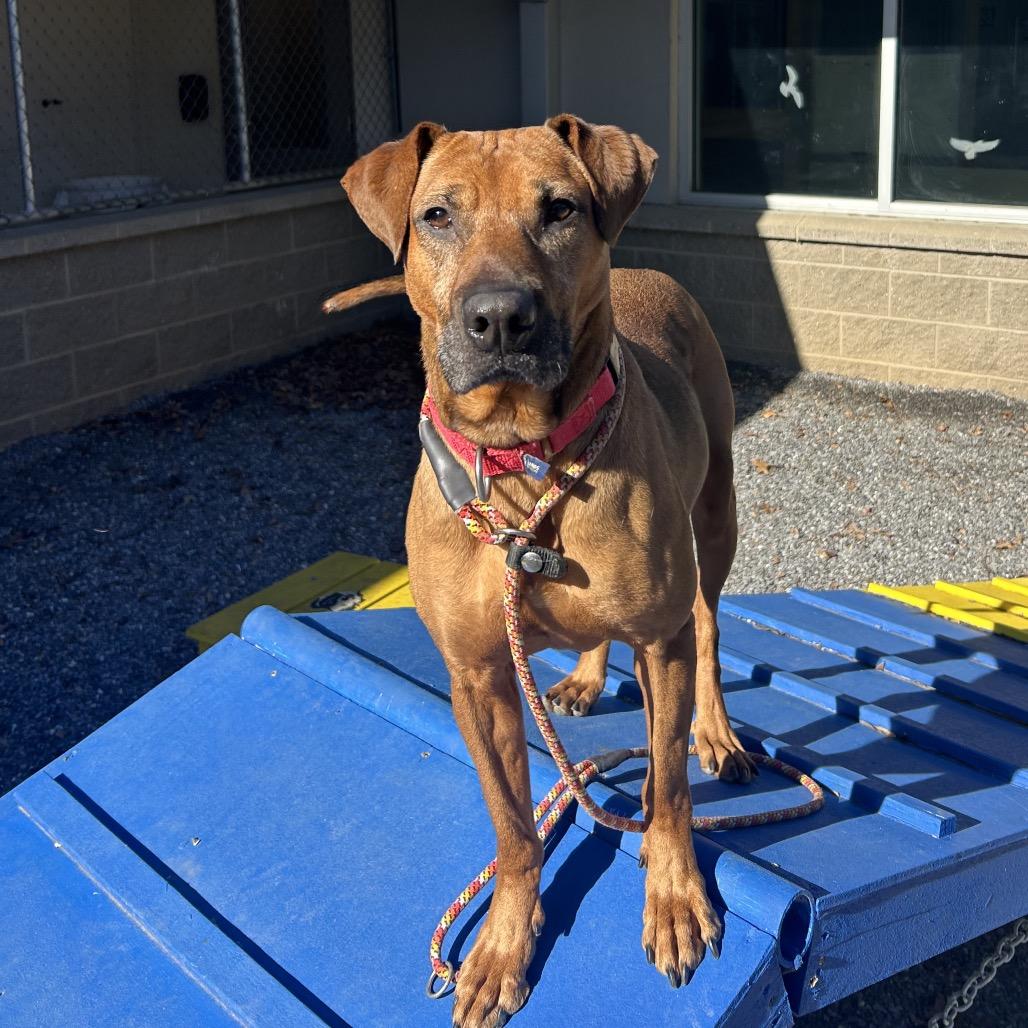 Enlarge Angela, a Adoptable Mixed Breed in Asheville, NC image 1/6