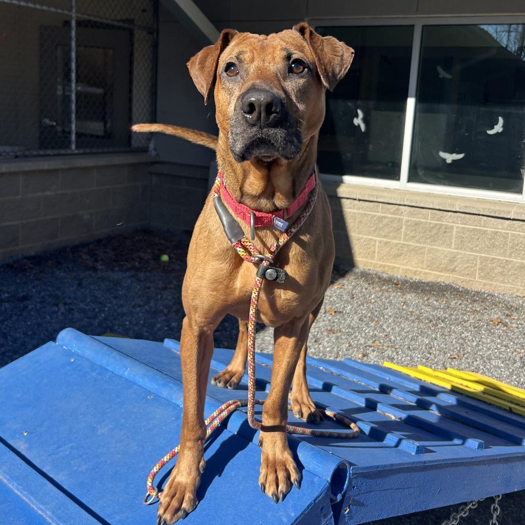 Enlarge Angela, a Adoptable Mixed Breed in Asheville, NC image 2/6